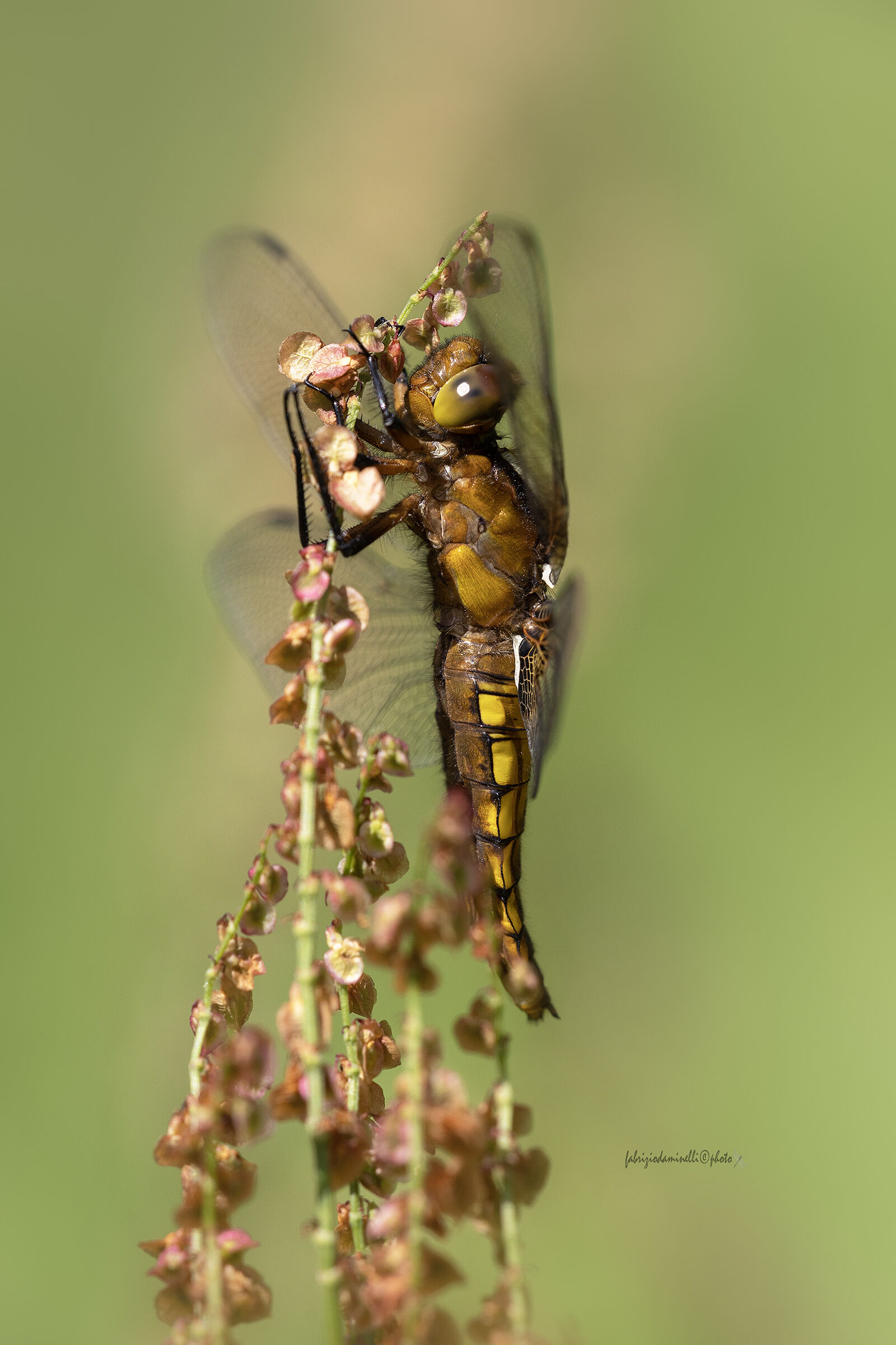 Depressed dragonfly - Broad-bodied Chaser