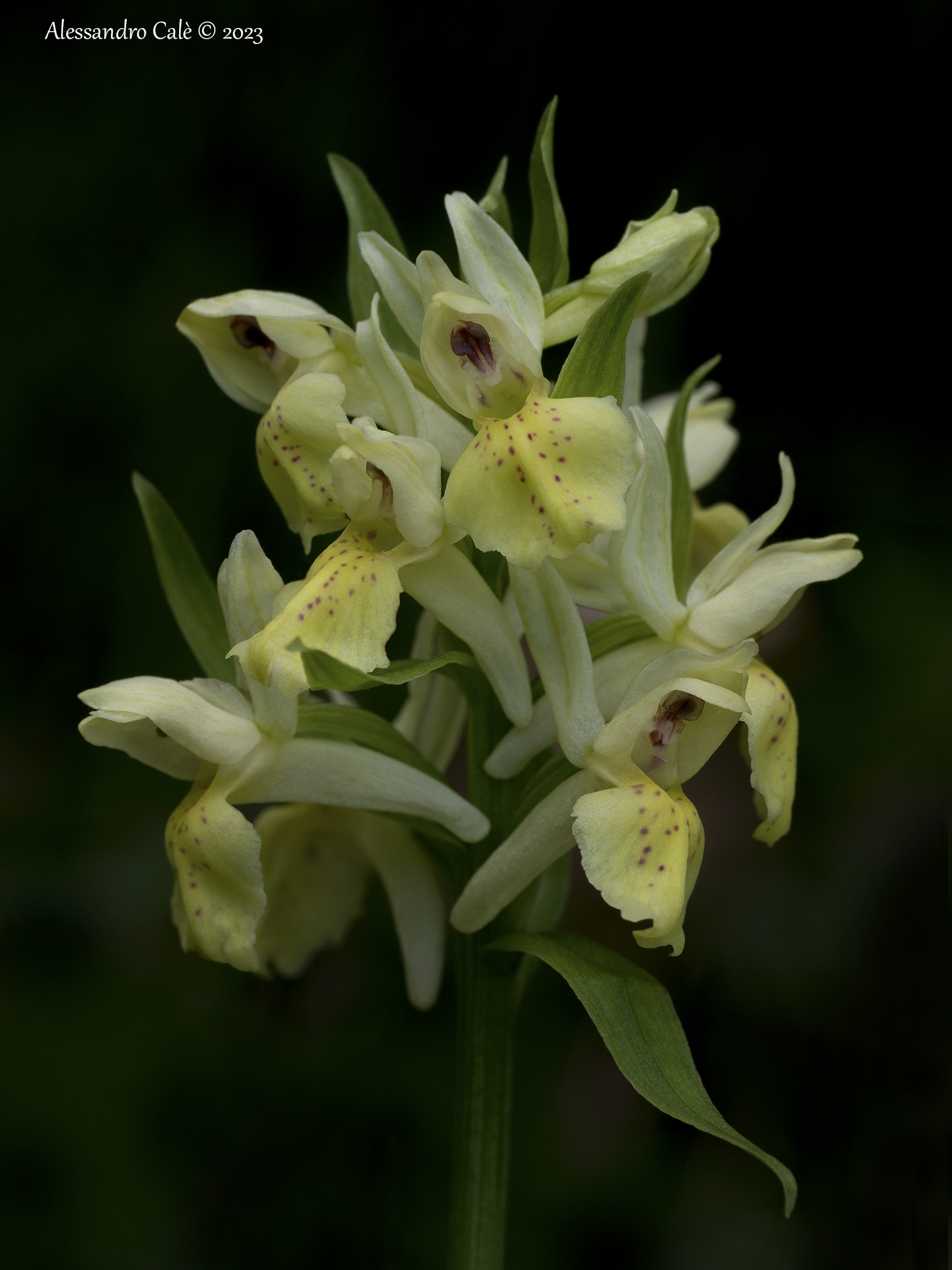 Dactylorhiza sambucina 6344