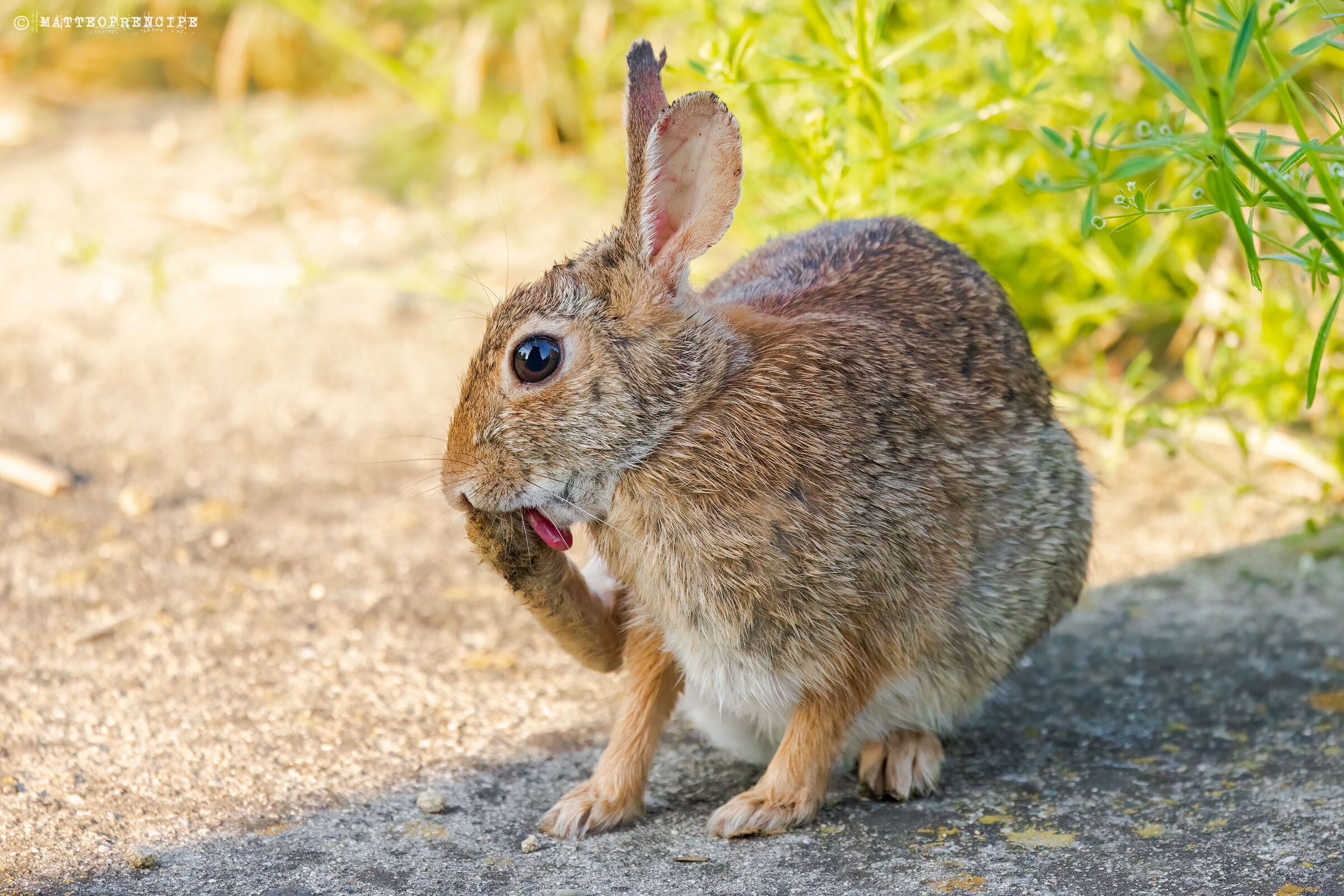 Mini hare