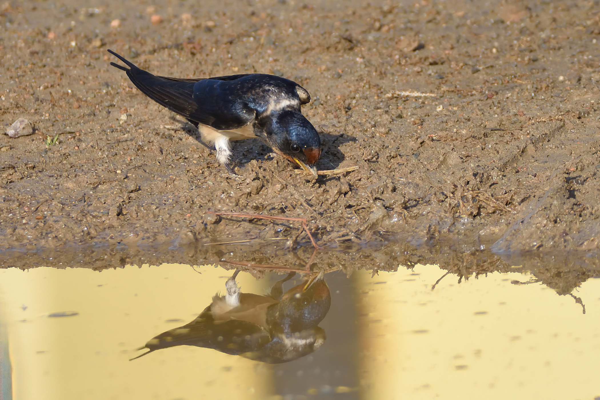 Swallow