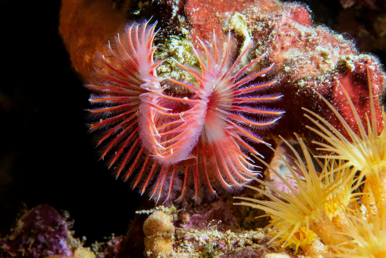 serpula
