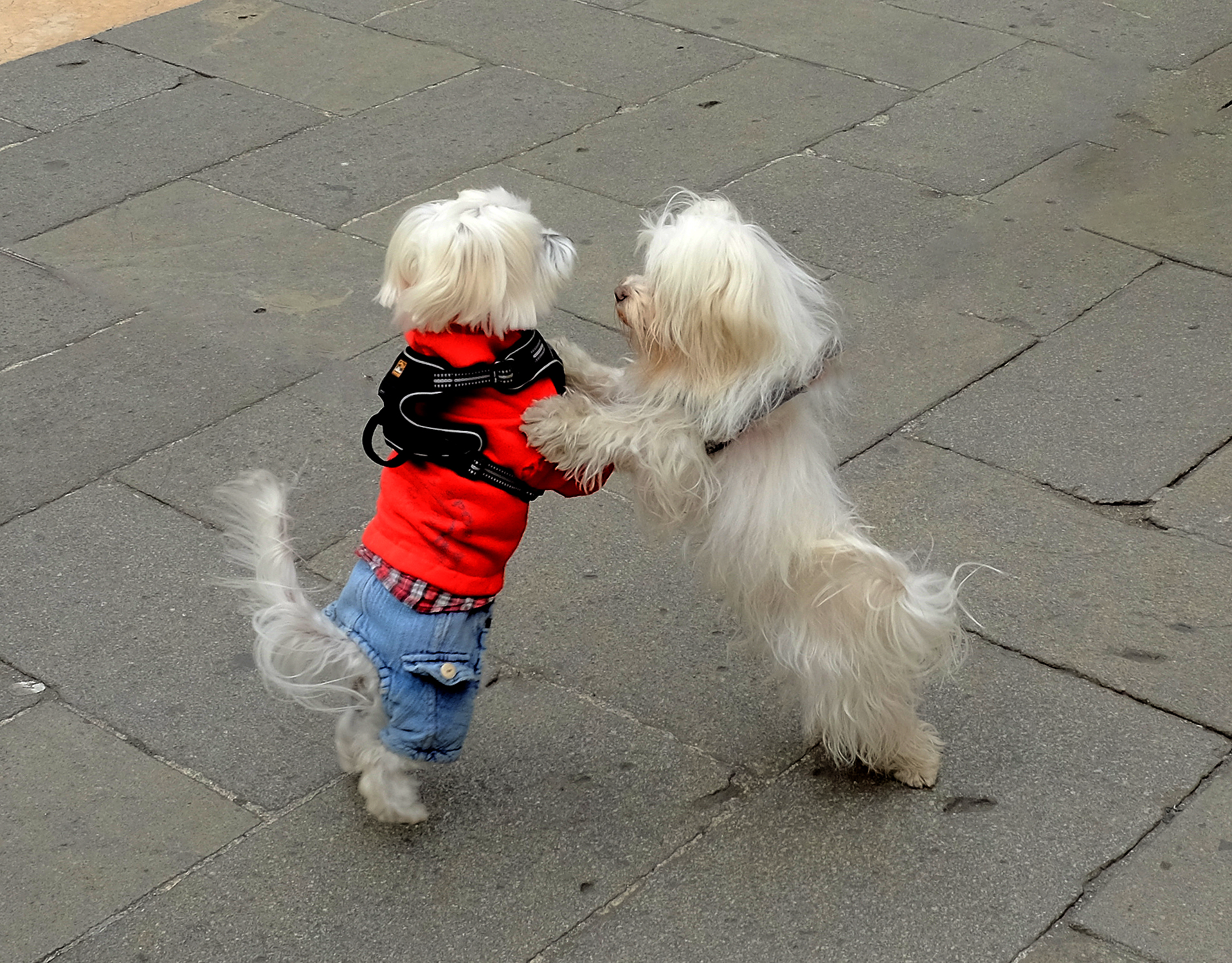 balletto maltese