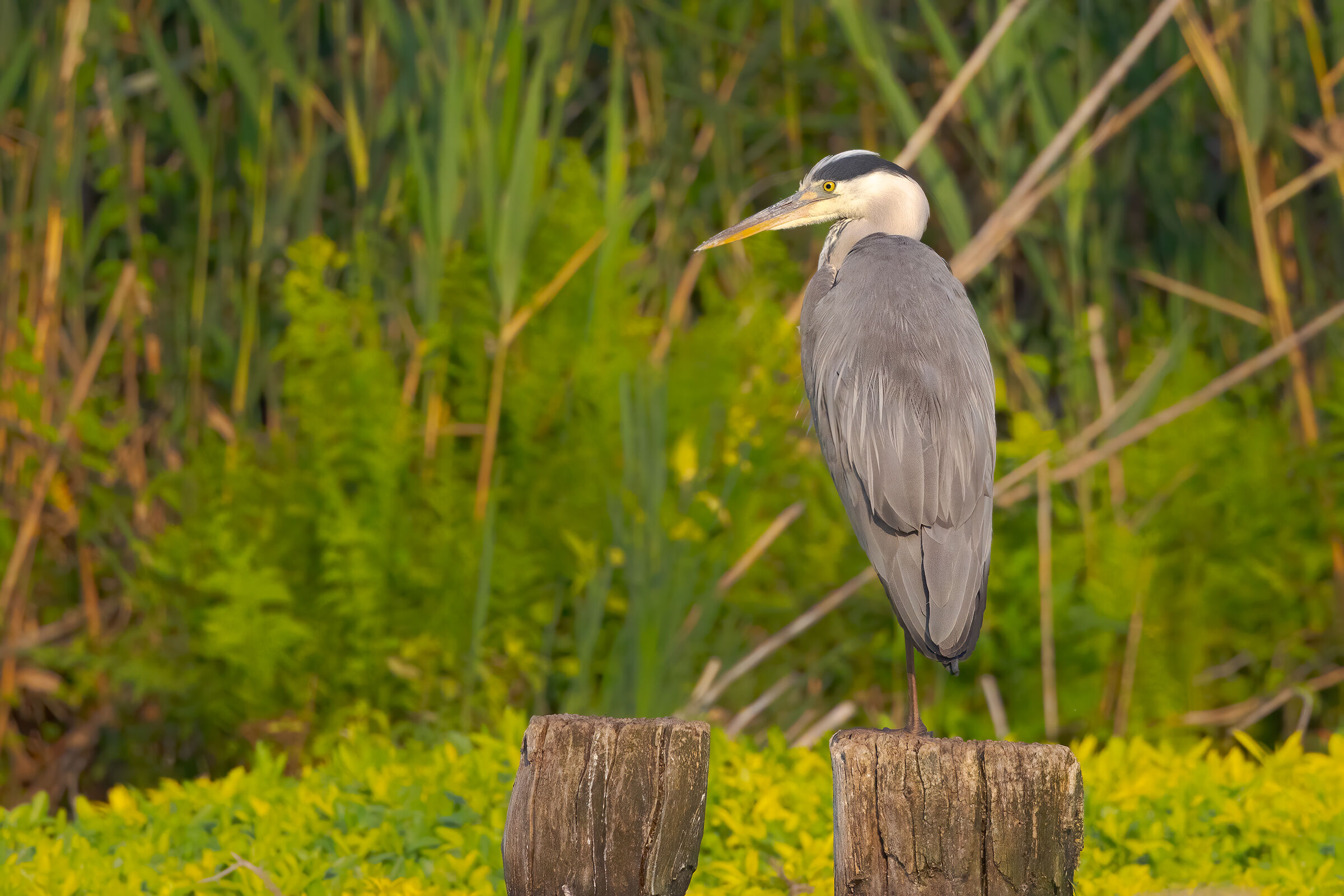Cenerino su "monopiede"
