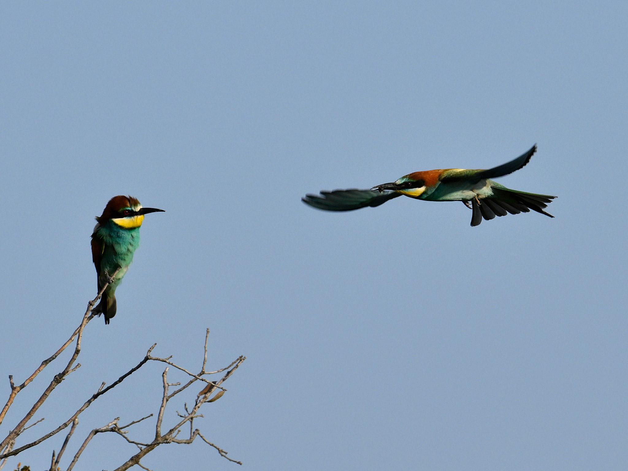 Merops apiaster