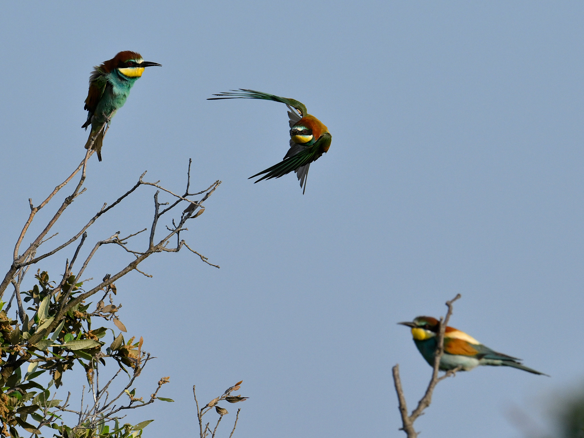 Merops apiaster