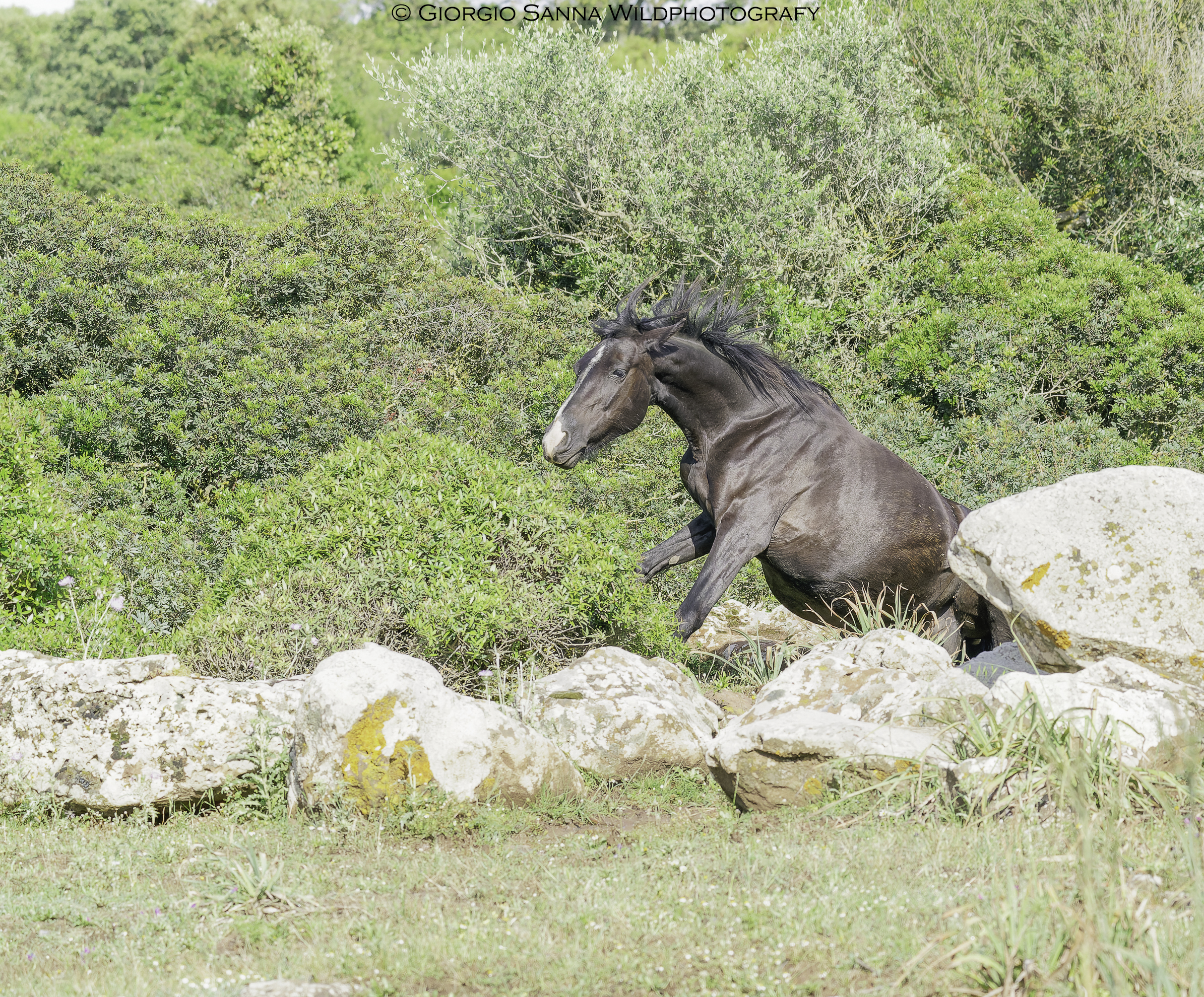 Equus ferus caballus