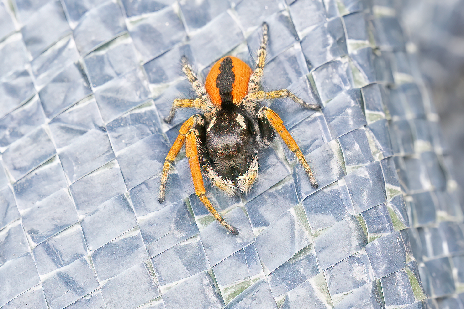 Philaeus chrysops - red jumping spider