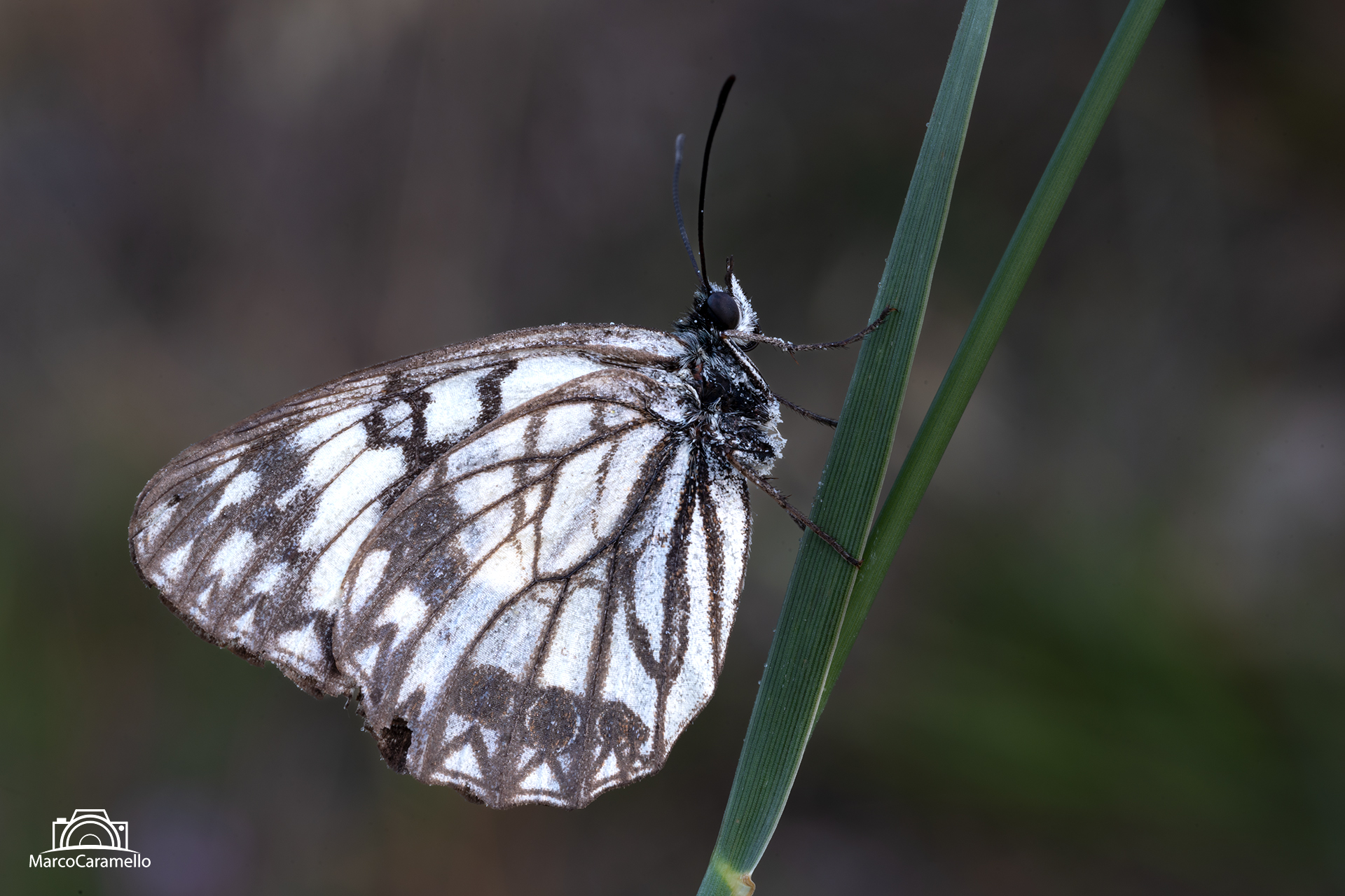 Melanargia occitanica