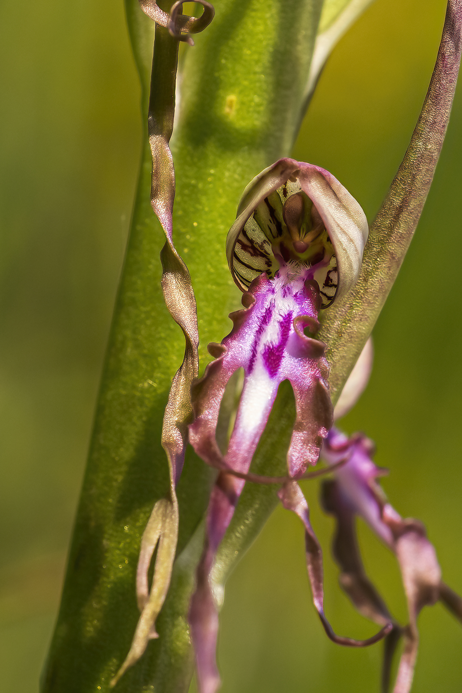 Himantoglossum Adriaticum