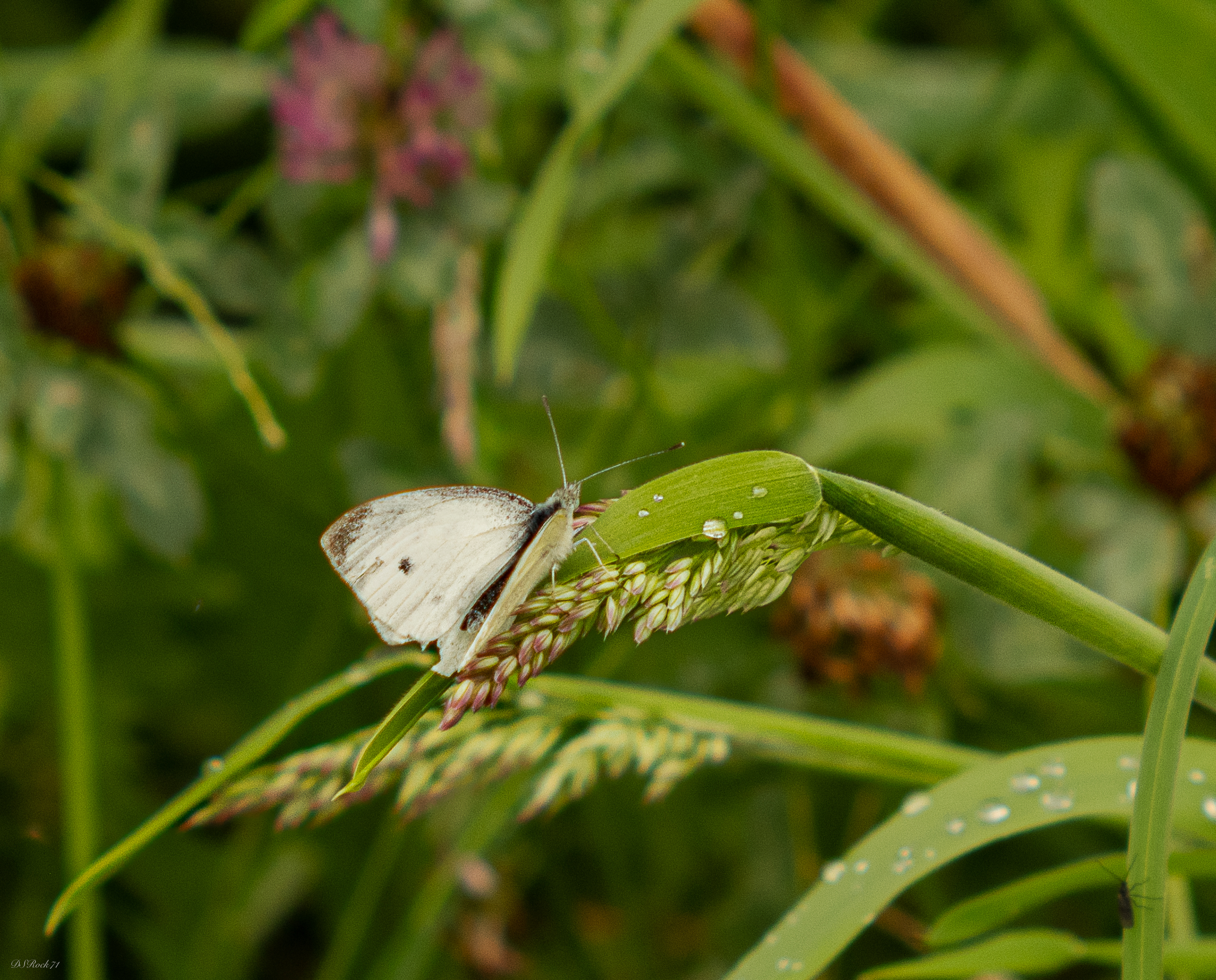 white butterfly