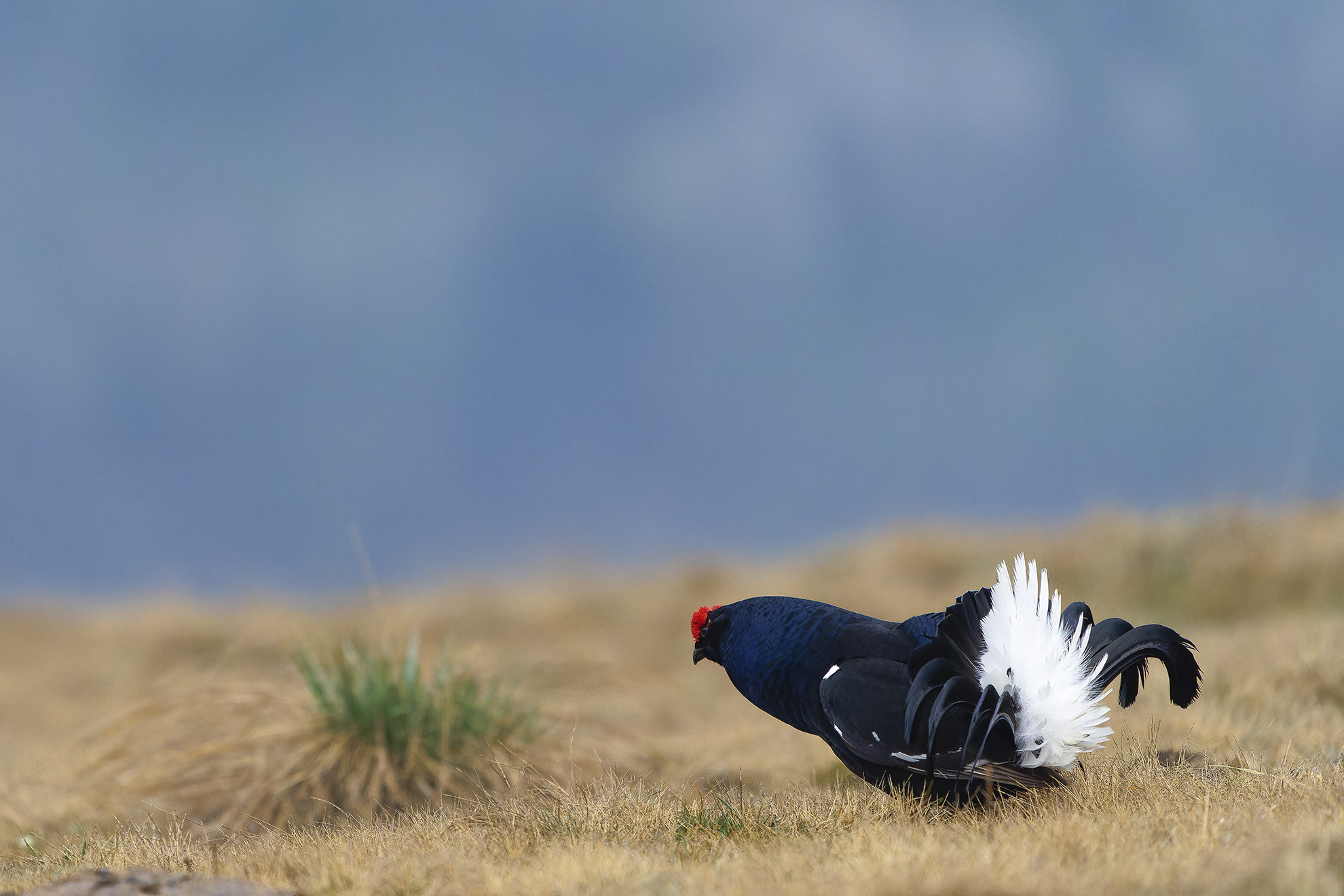 Rugolando alla nebbia