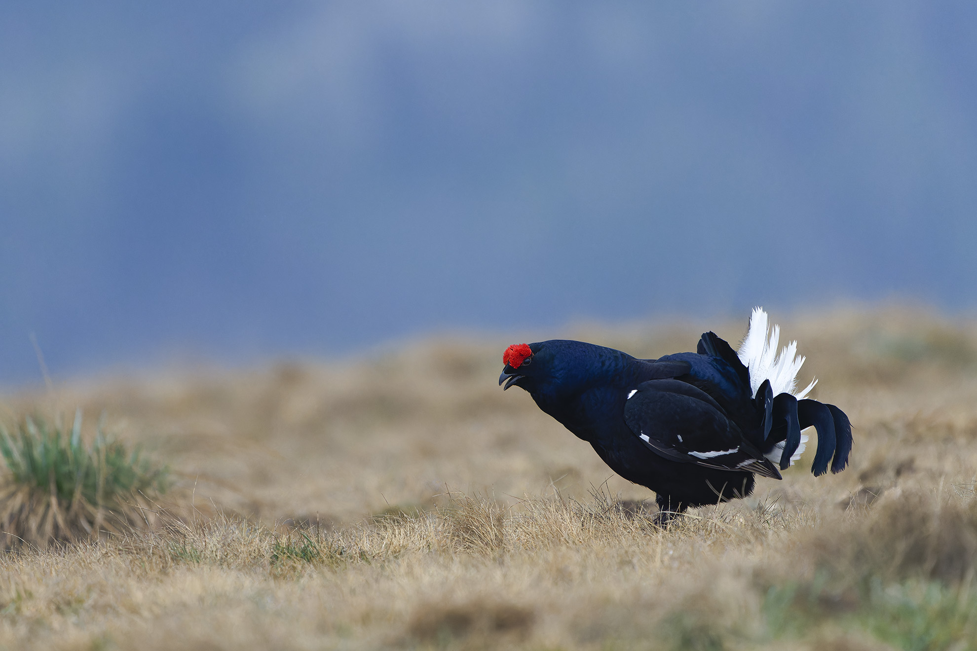 Sussulti di passione.