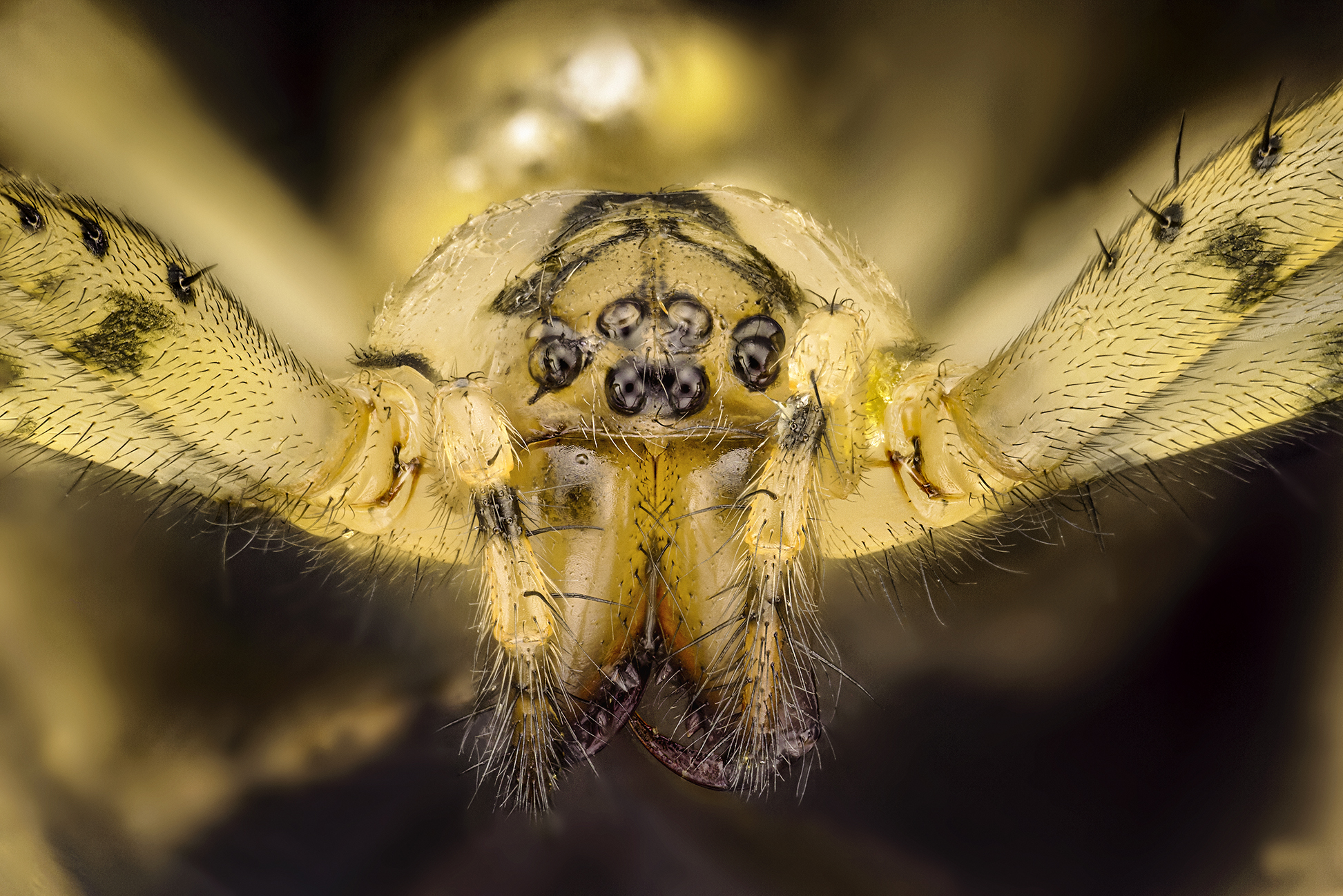 Metellina merianae, Tetragnathidae