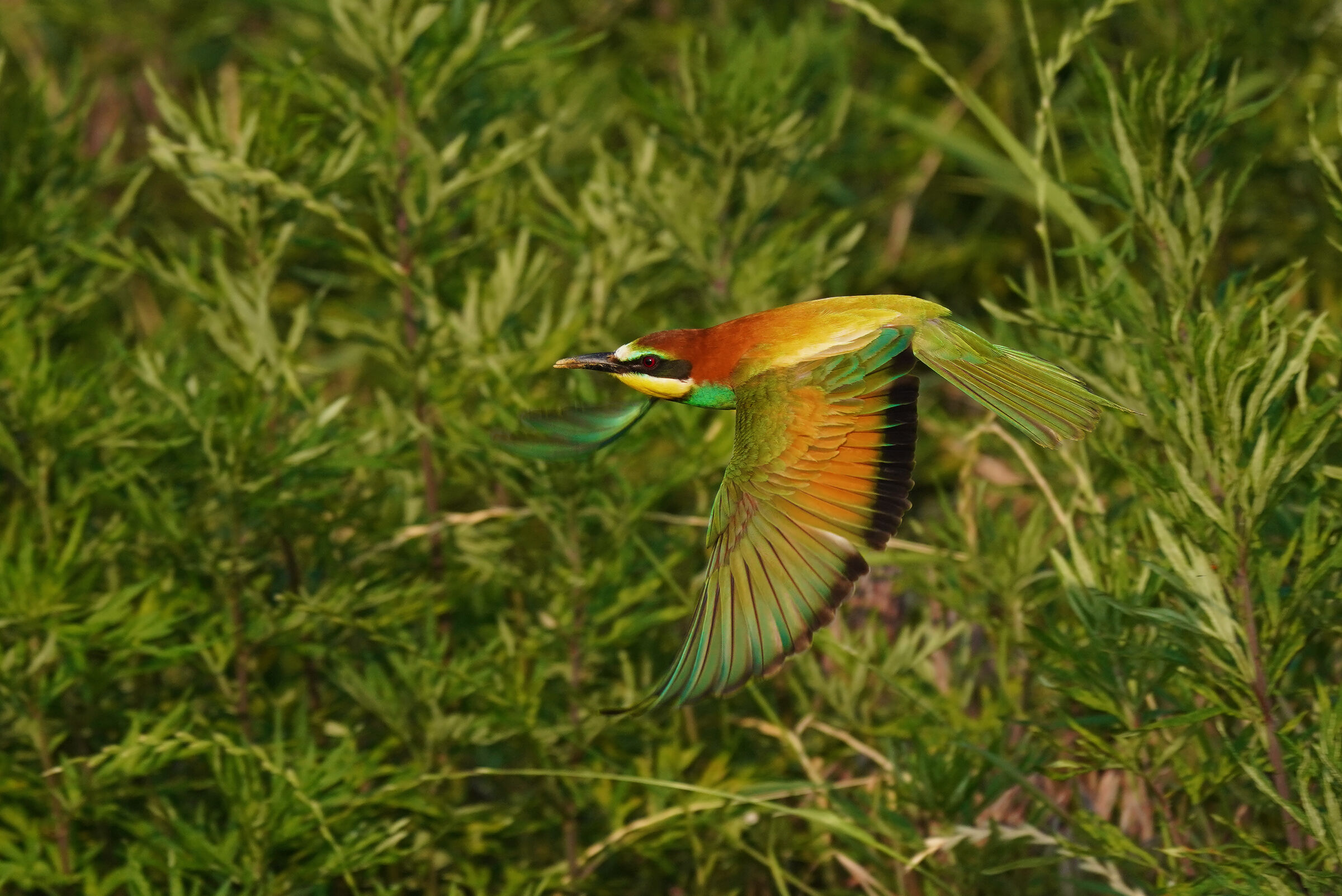 Elegance in flight
