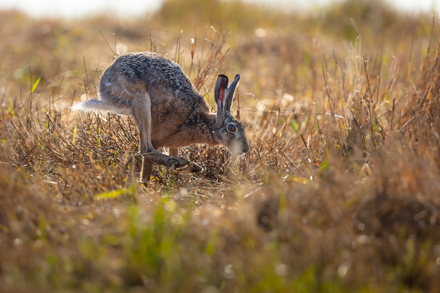 Rabit