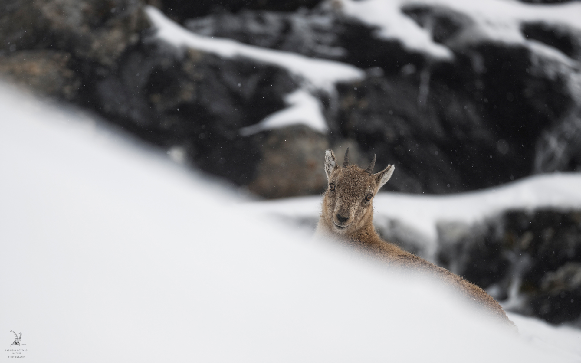 Small under the snow