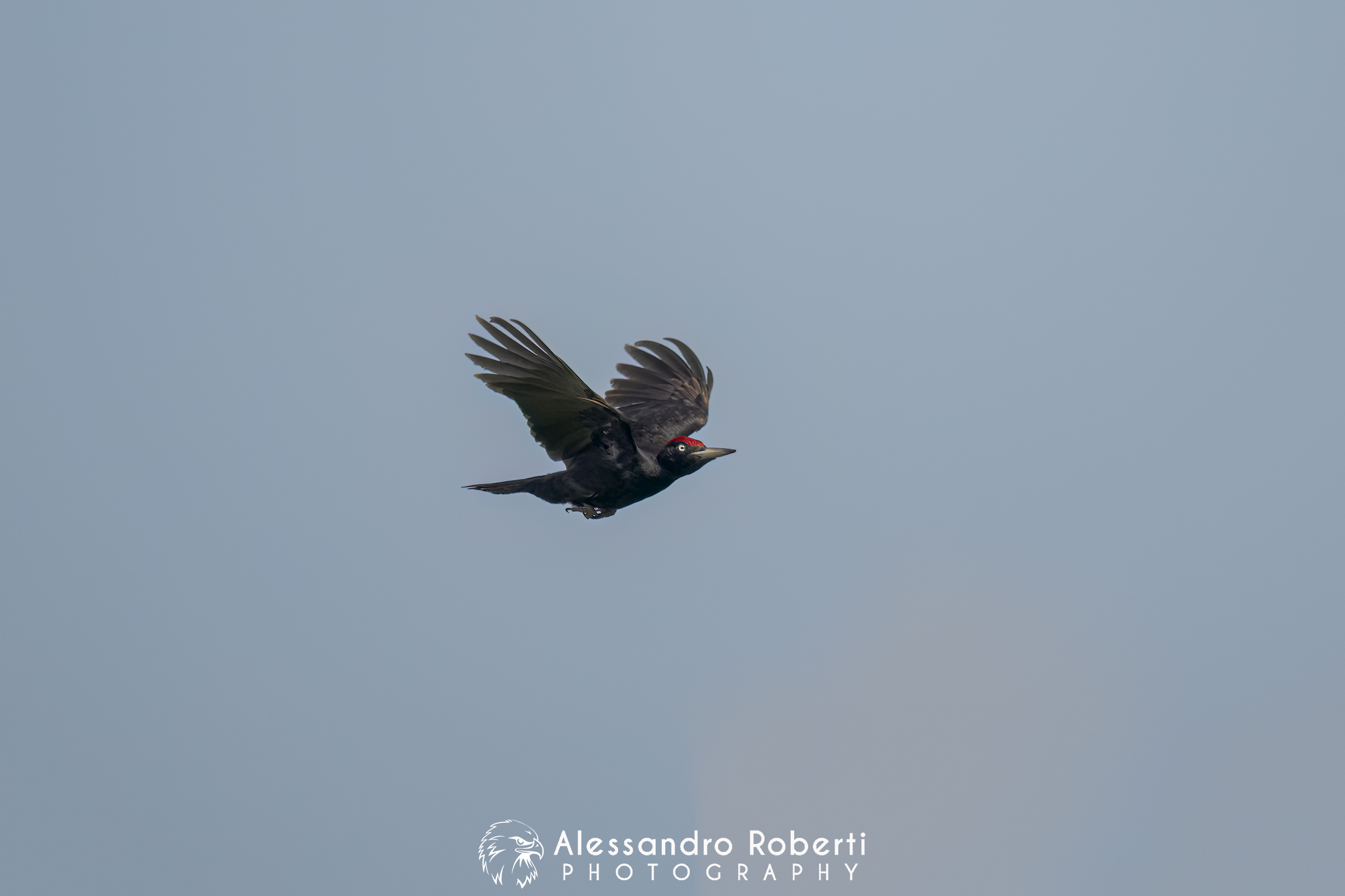 Nikon Z9 + Sony FE 600mm f/4 GM + Sony FE 1.4x + Etz21