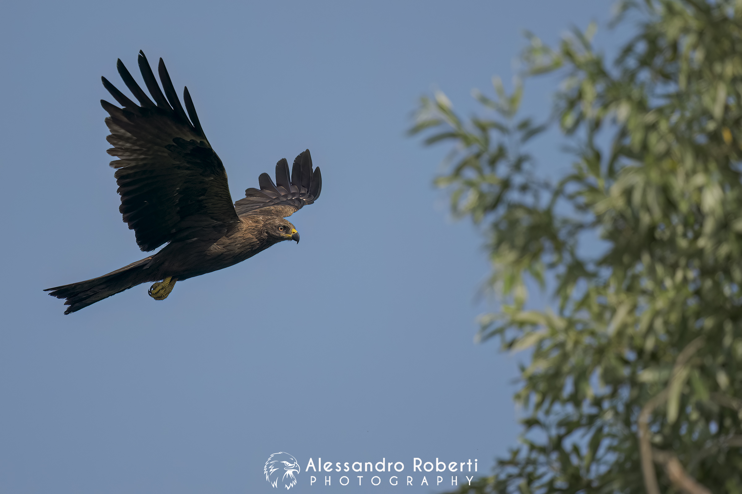Nikon Z9 + Sony FE 600mm f/4 GM + Sony FE 1.4x + Etz21