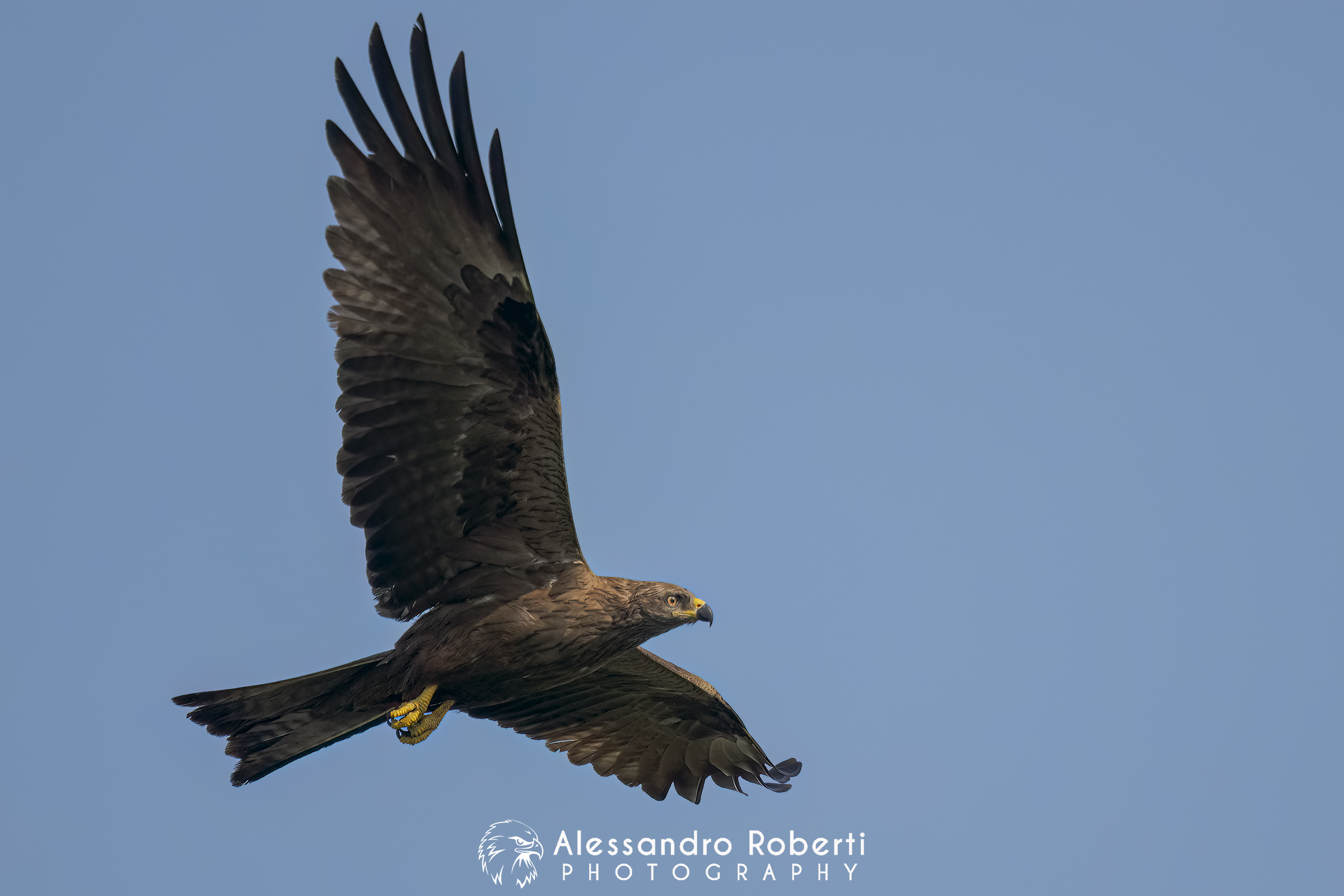 Nikon Z9 + Sony FE 600mm f/4 GM + Sony FE 1.4x + Etz21