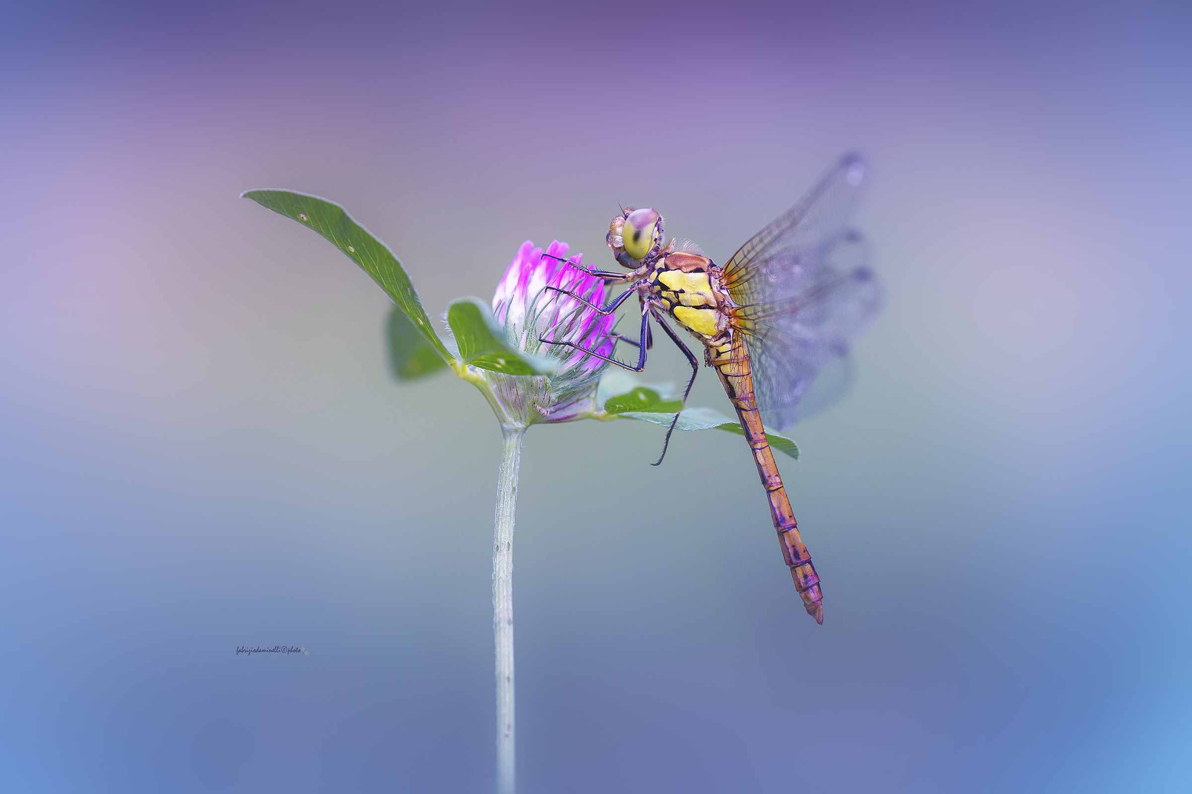 Sympetrum striolatum - Common Darter