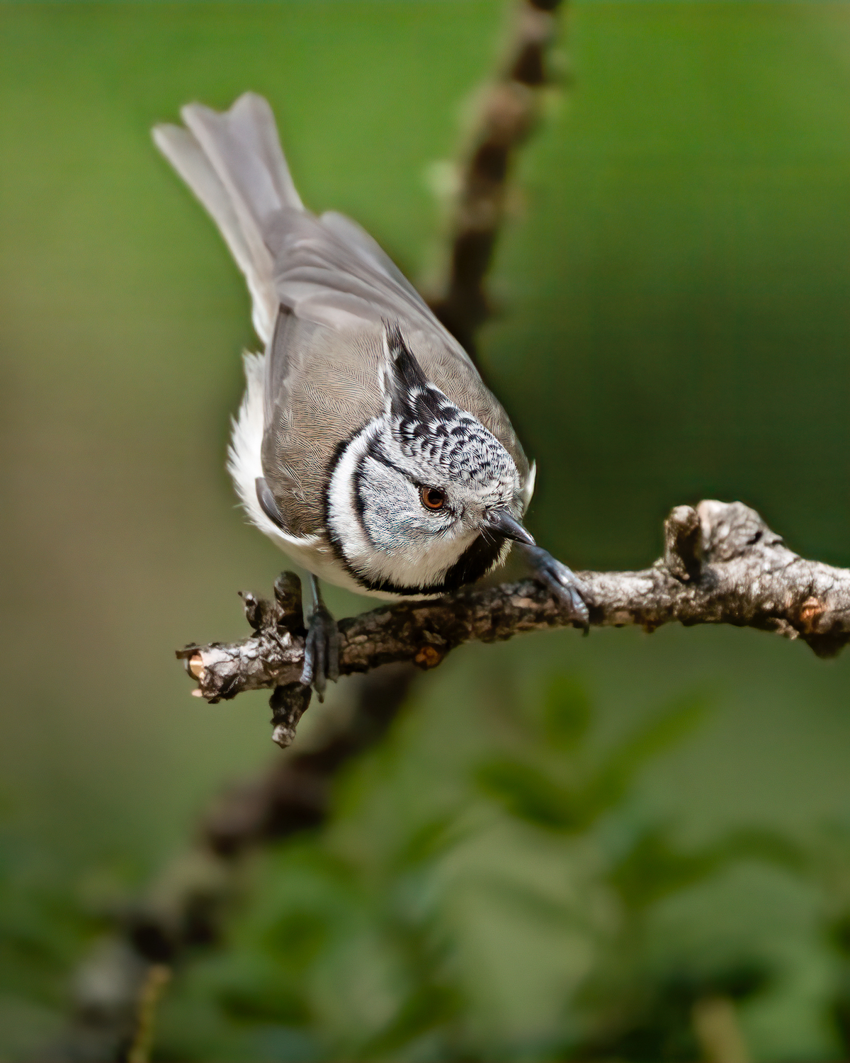 Tufted