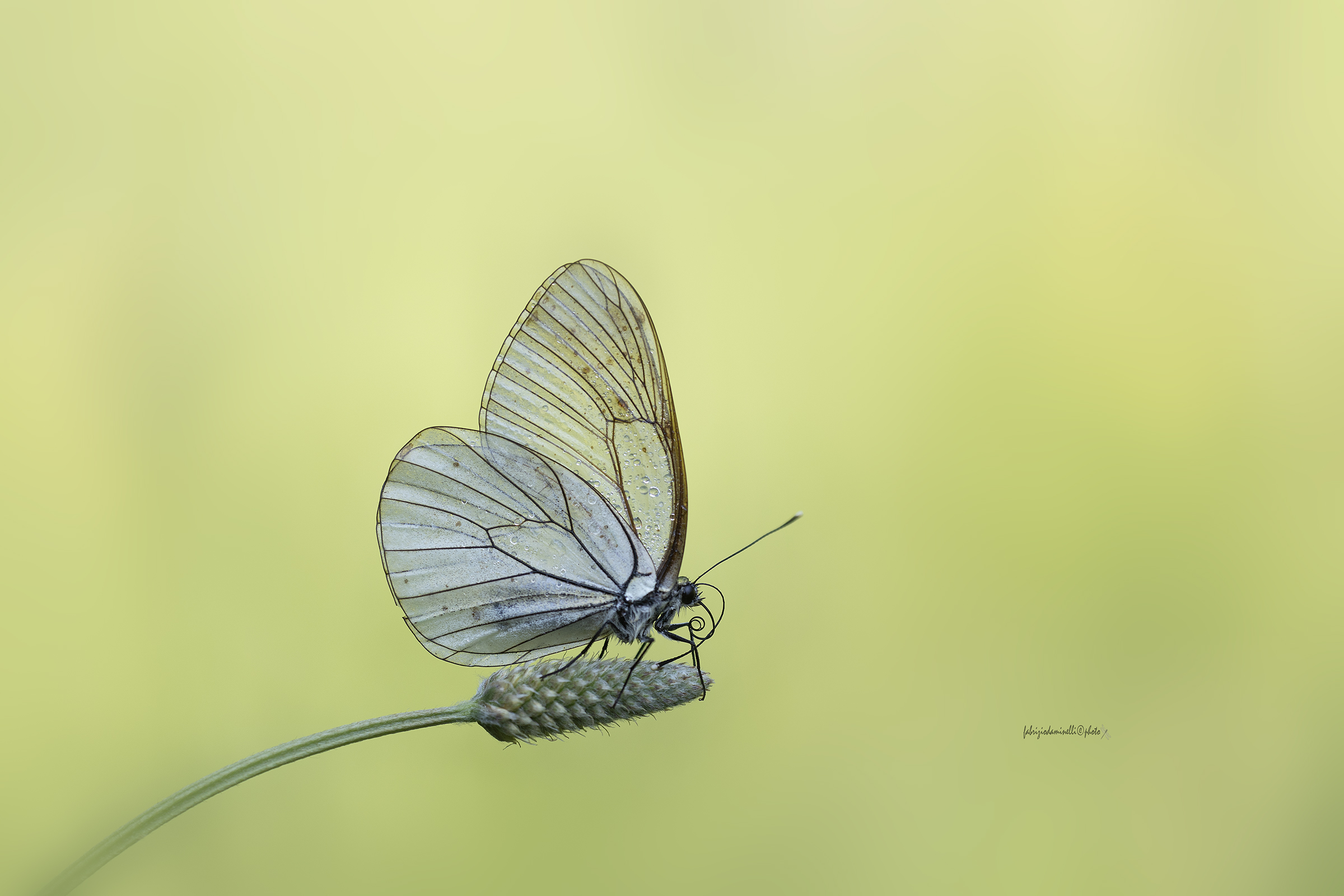 Aporia crataegi - Black-veined White