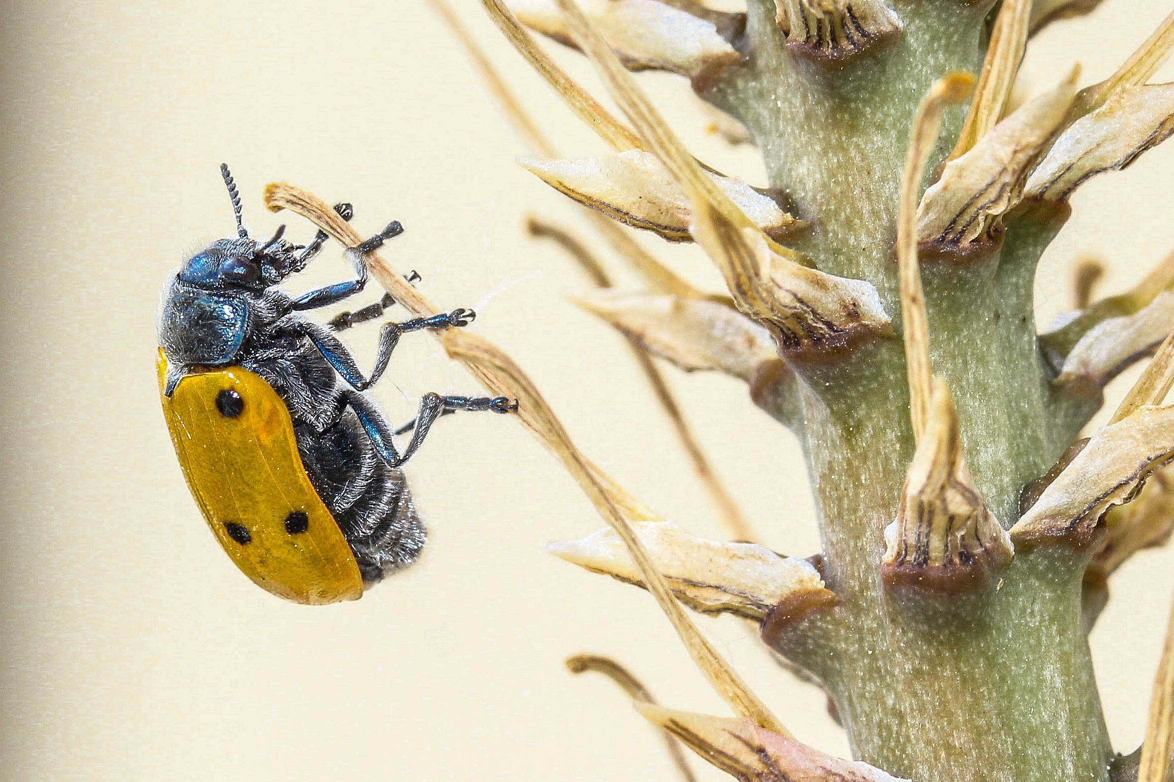 Lachnaia italica