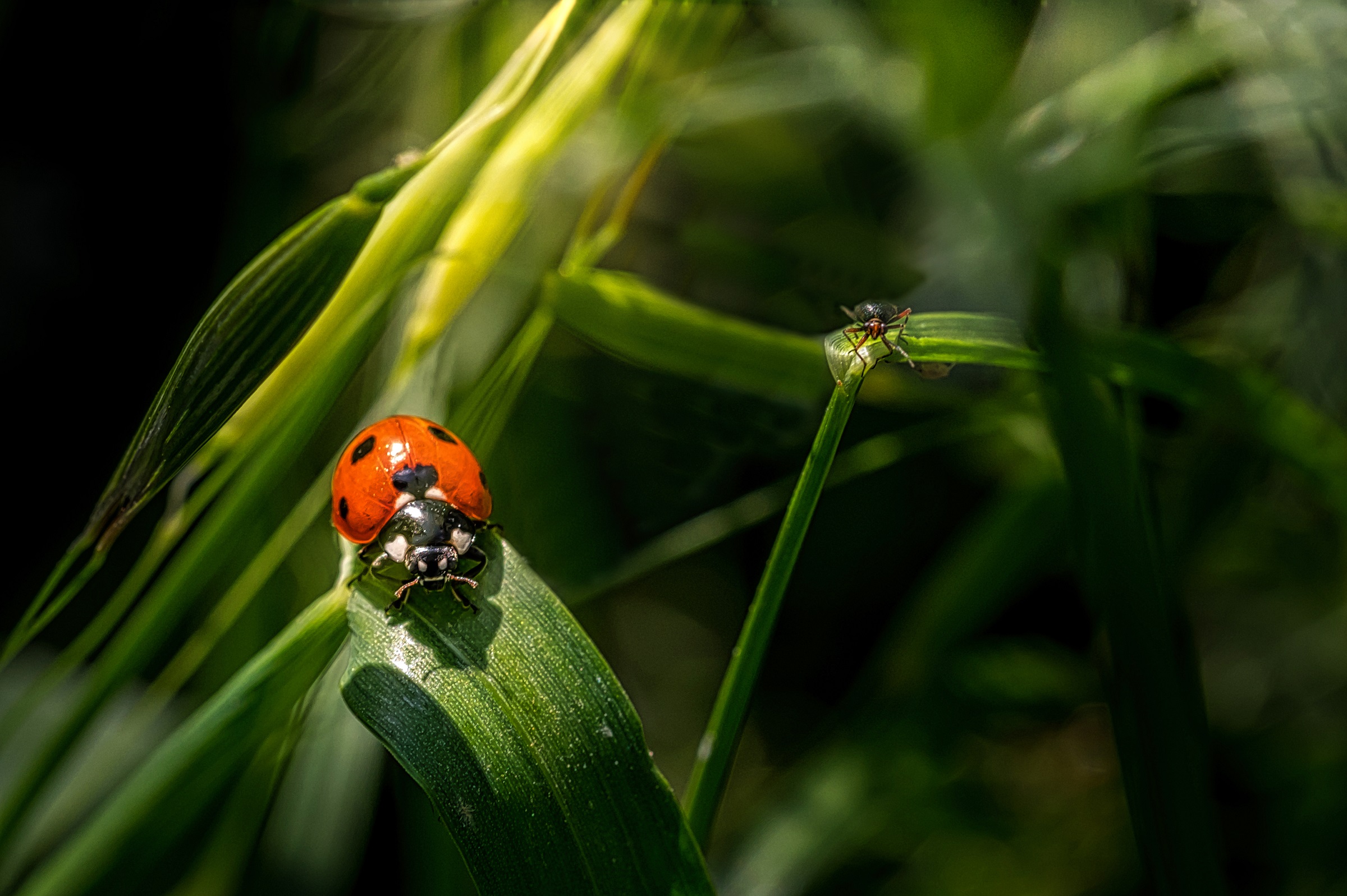 The ladybug...