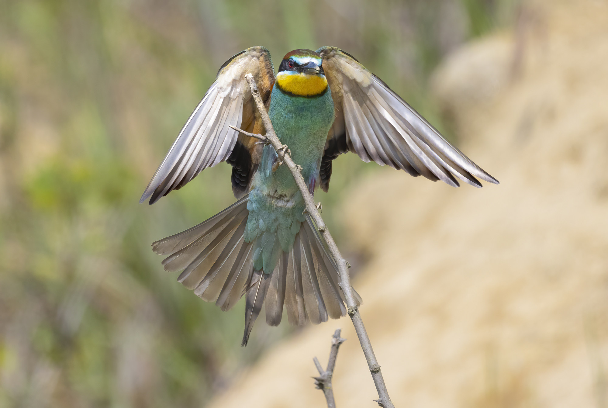 concentrated in landing, bee-eater
