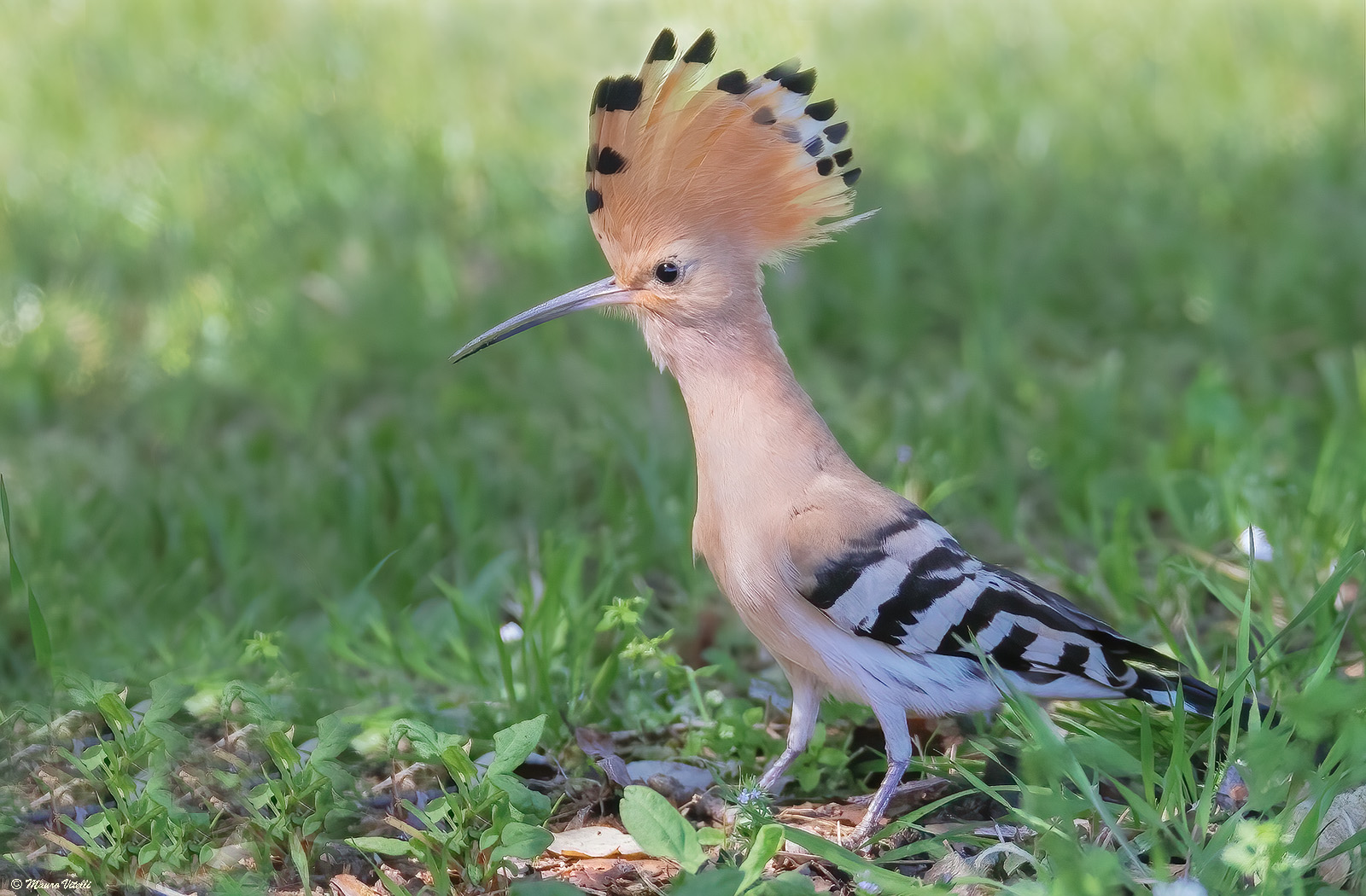Hoopoe (Hoopoe epops)
