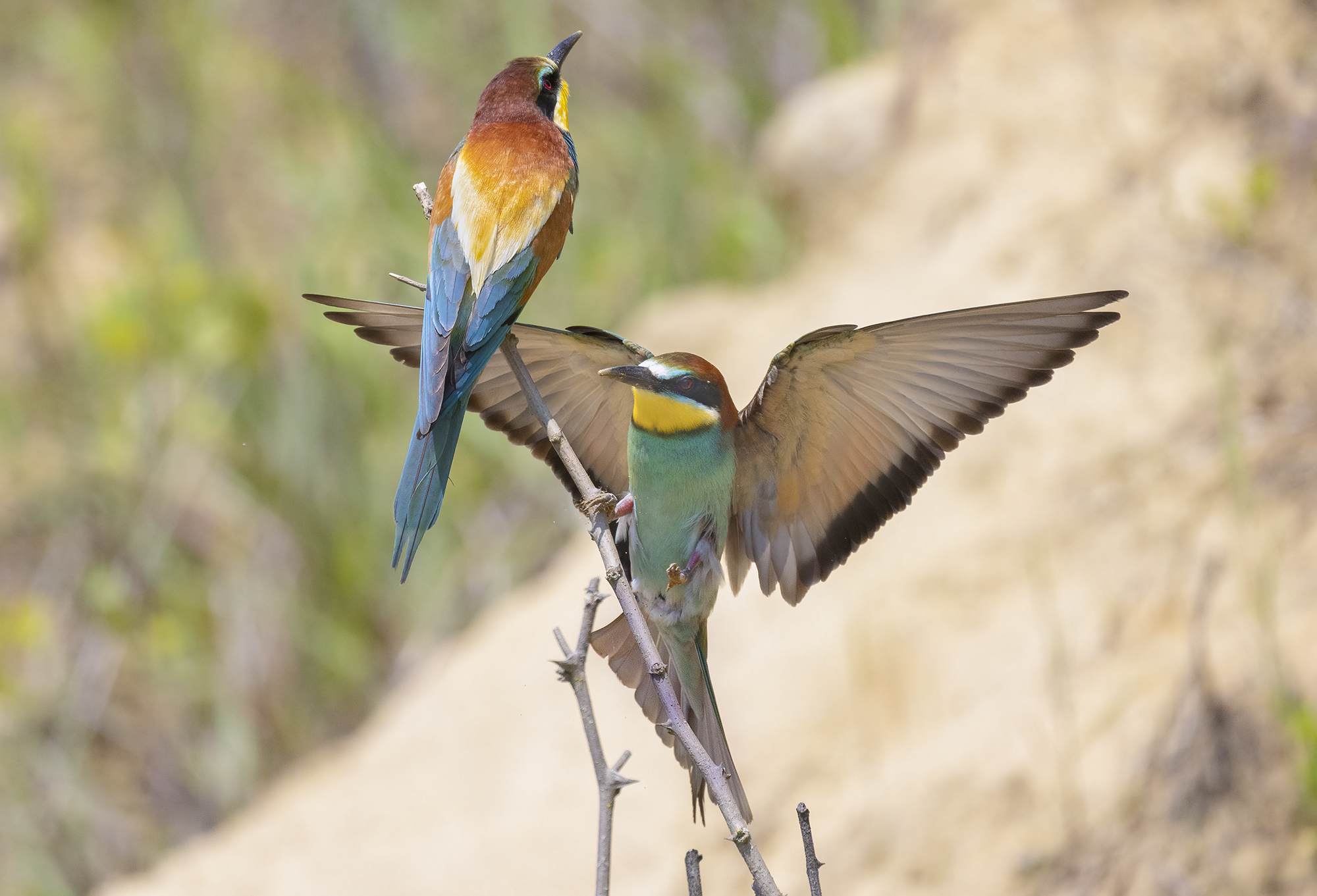 interazioni di coppia, gruccioni