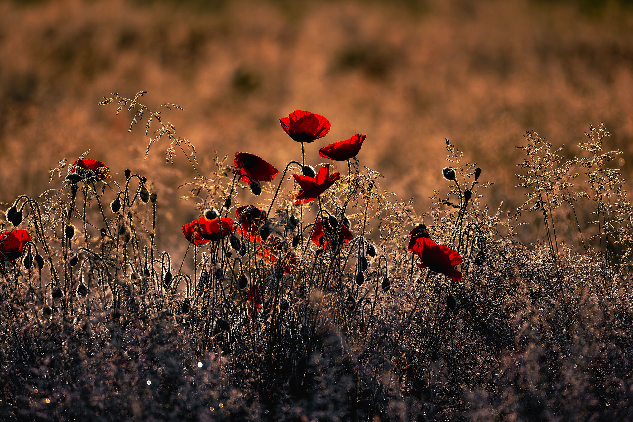 Red poppies