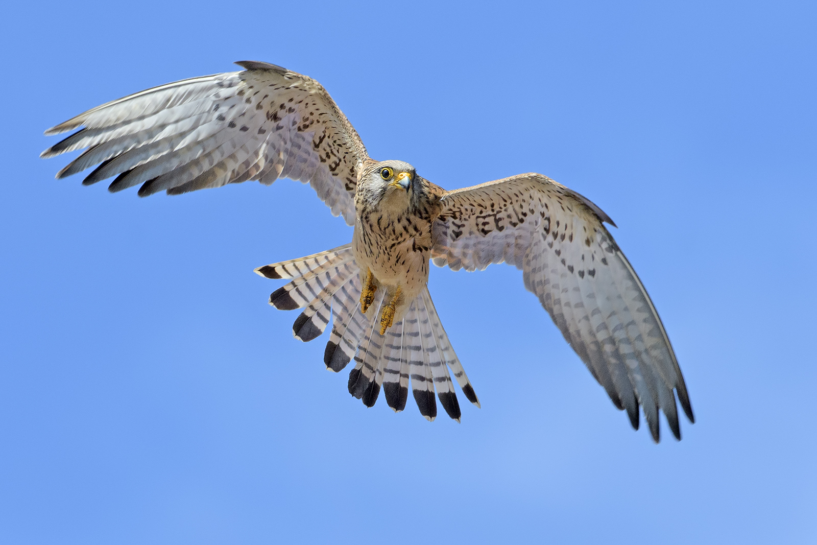 Falco grillaio (femmina).