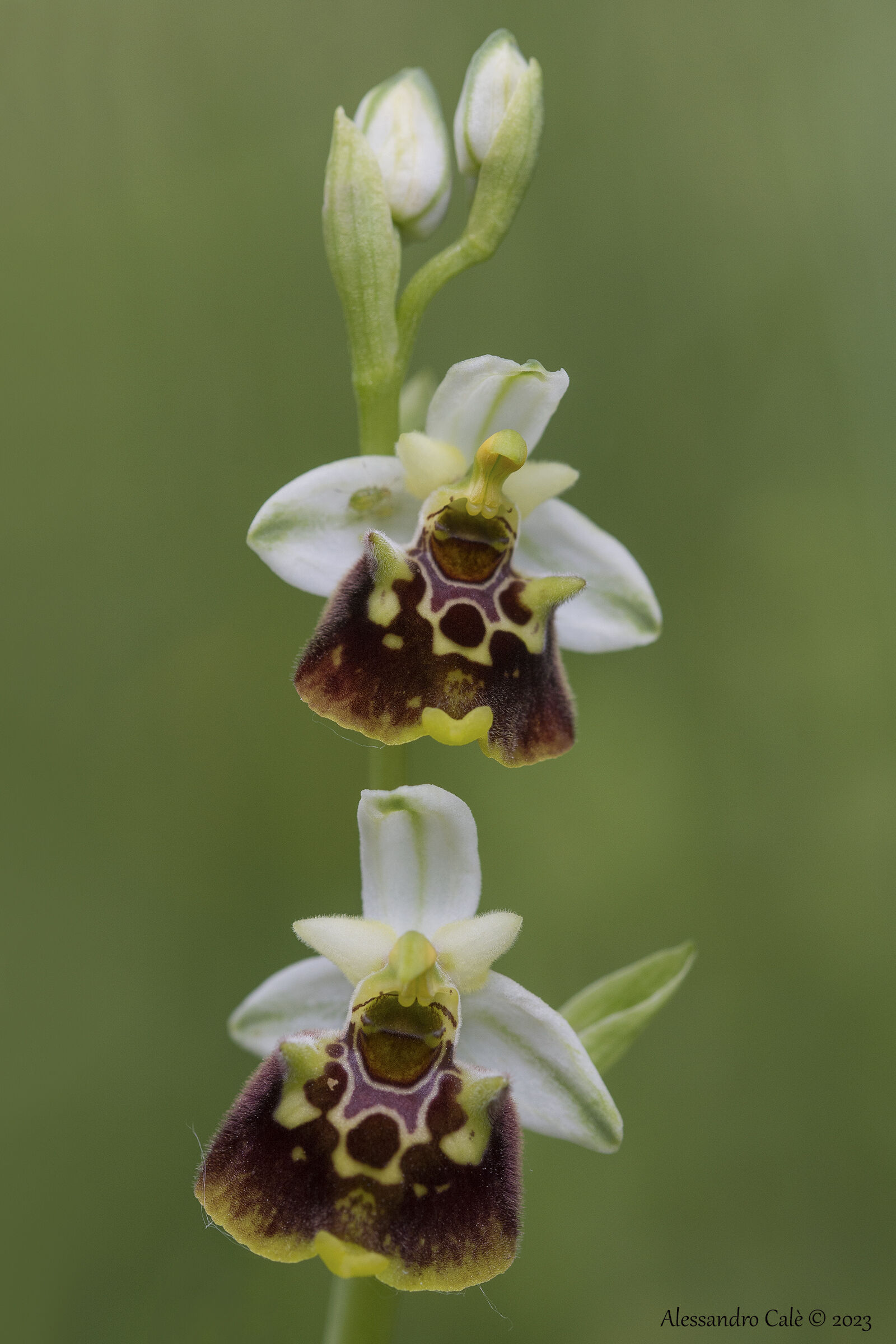 Ophiris holosericea 8156