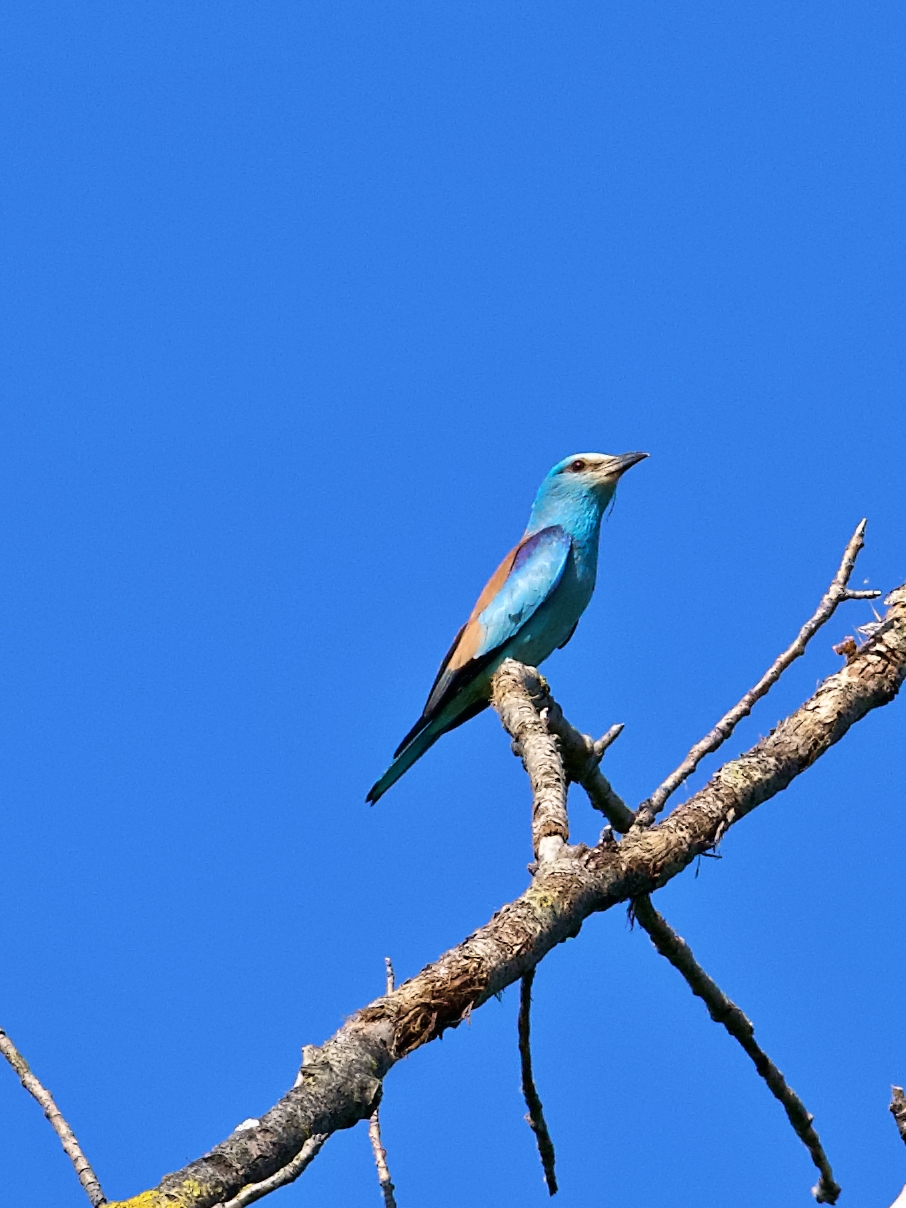 Jay