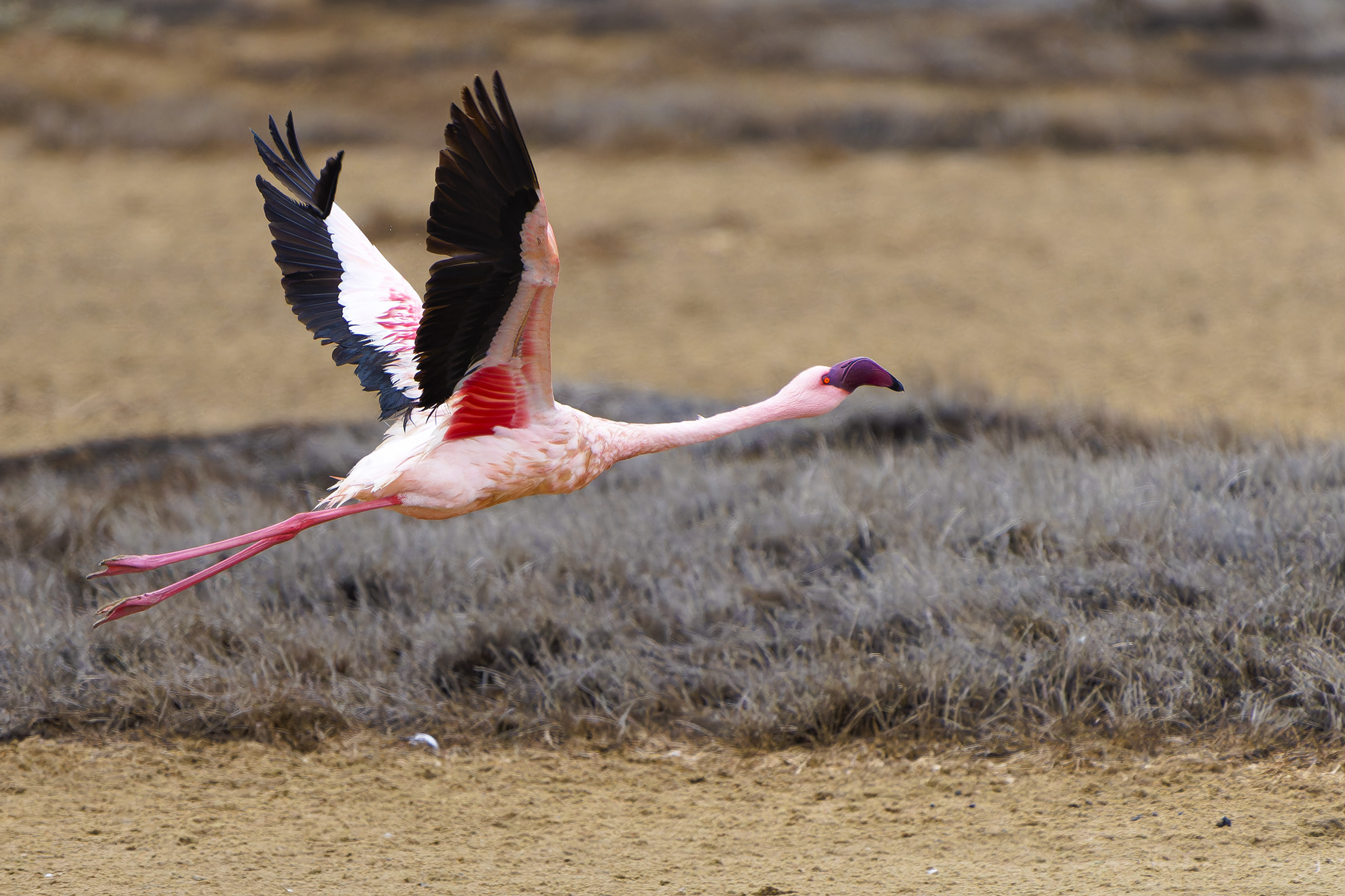 "Flamingo"
