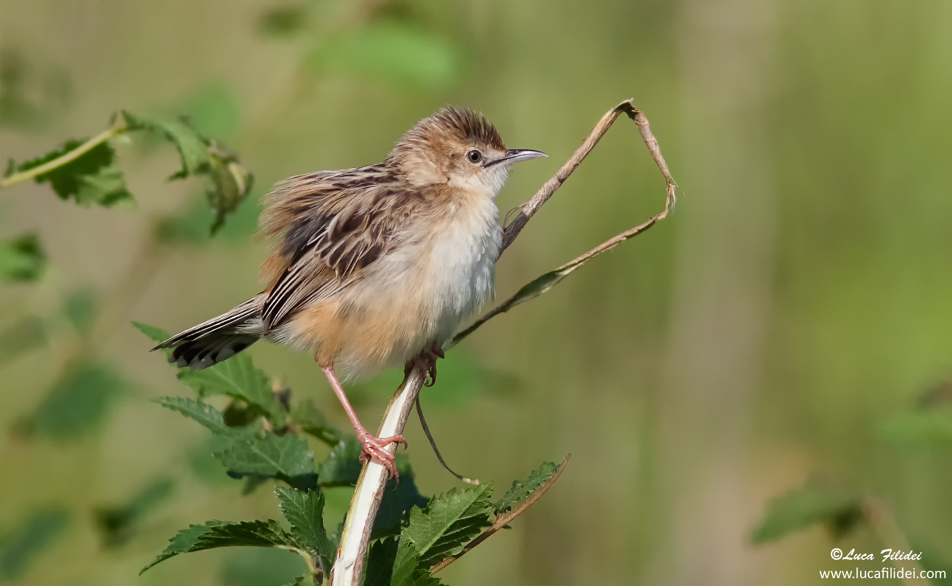 Zitting Cisticola