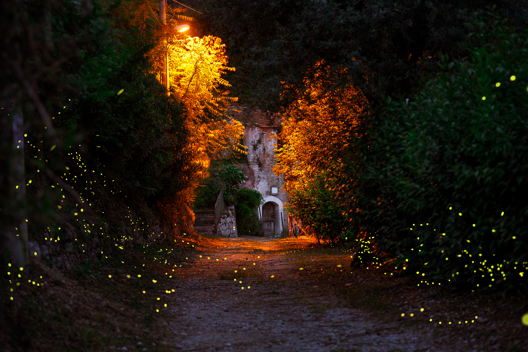 Fireflies at the old mill
