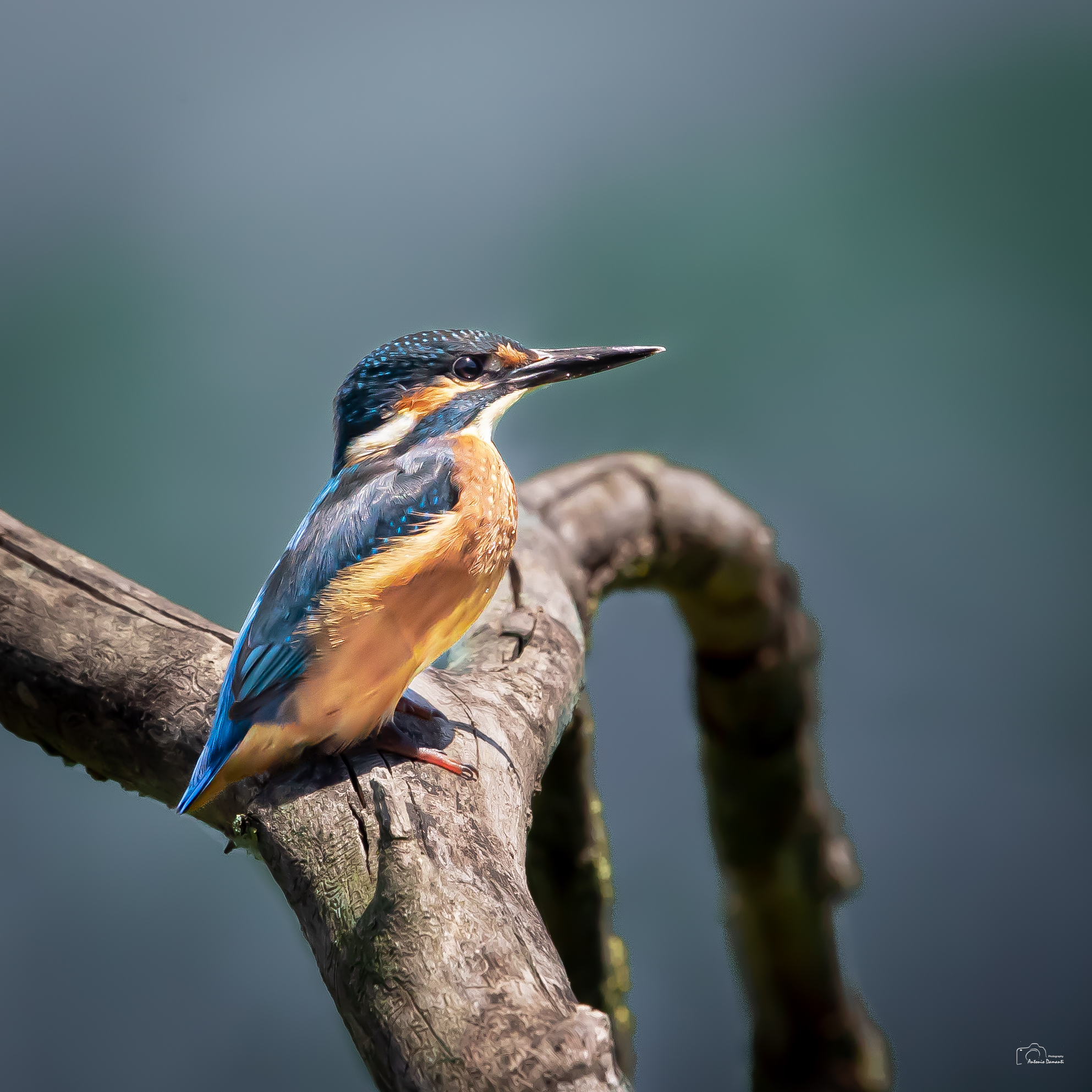 Kingfisher