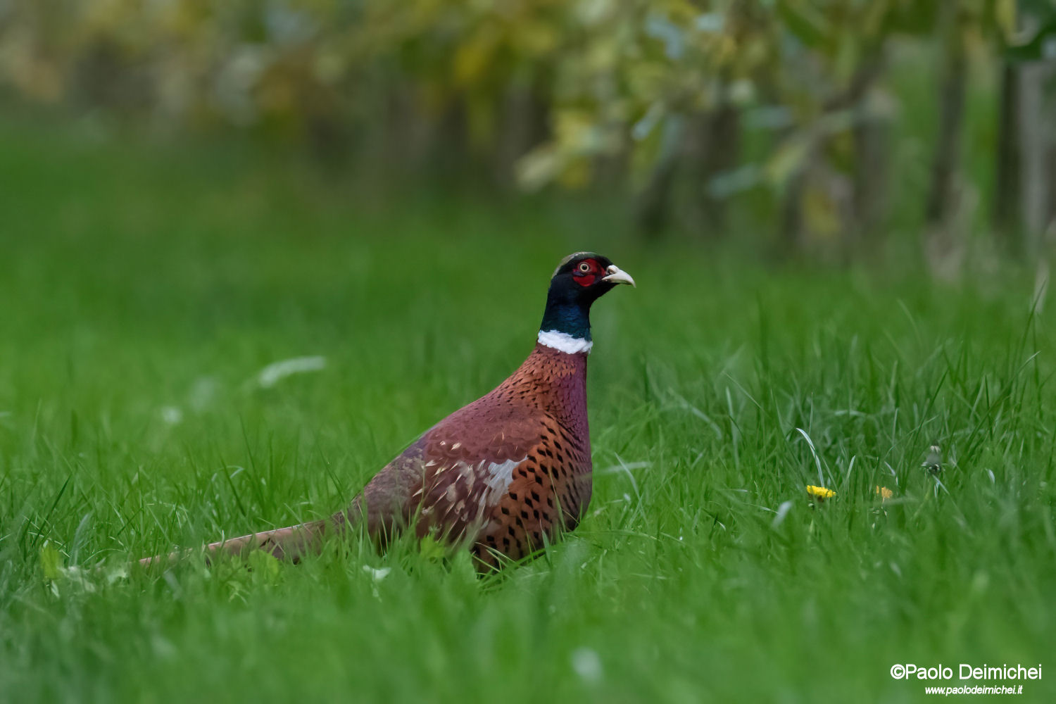 Pheasant sticking out of the grass of the countryside (Trent...