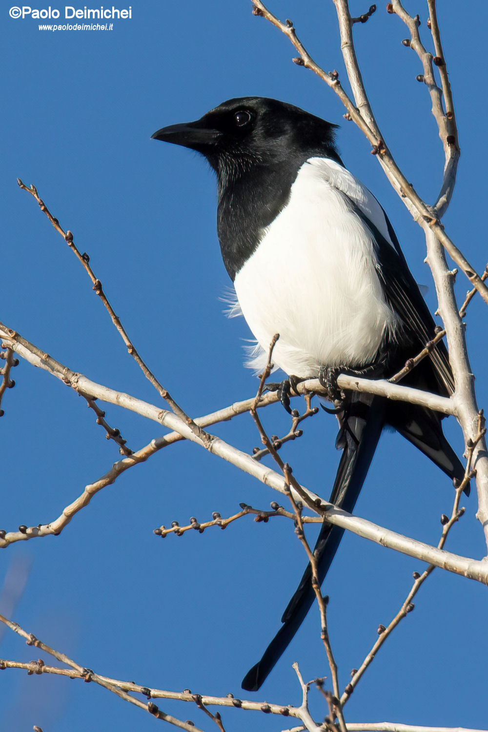 Magpie perched on tree (Ala di Trento)
