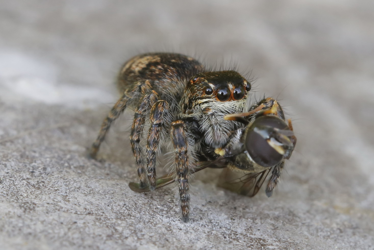 Philaeus chrysops female