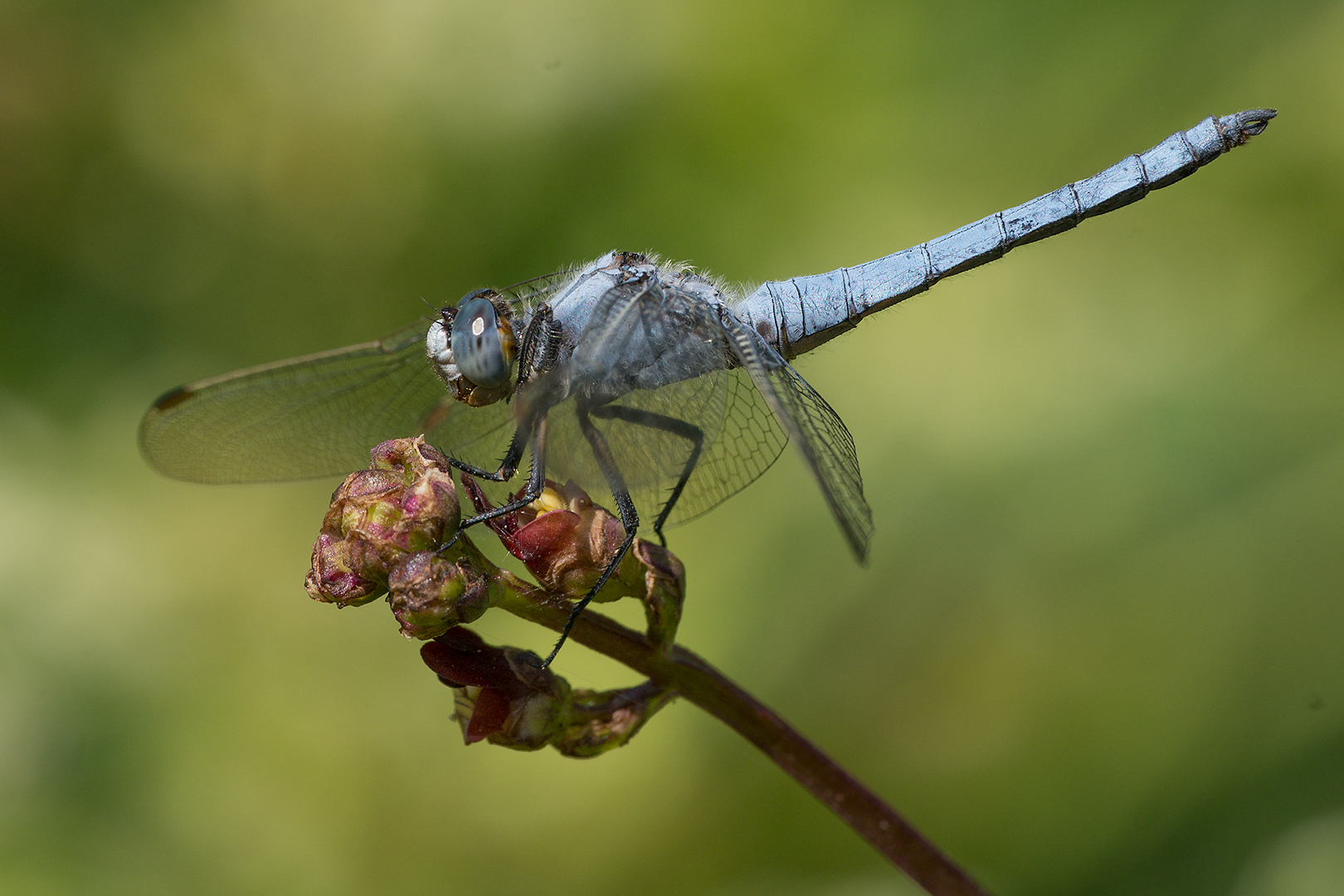 Orthetrum brunneum male