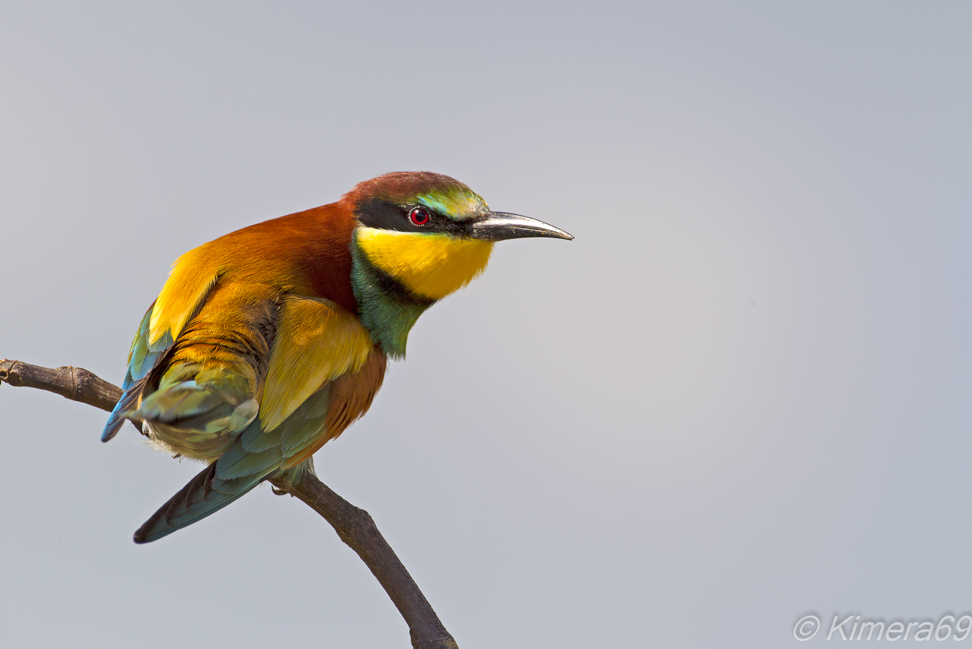 Bee-eater Merops