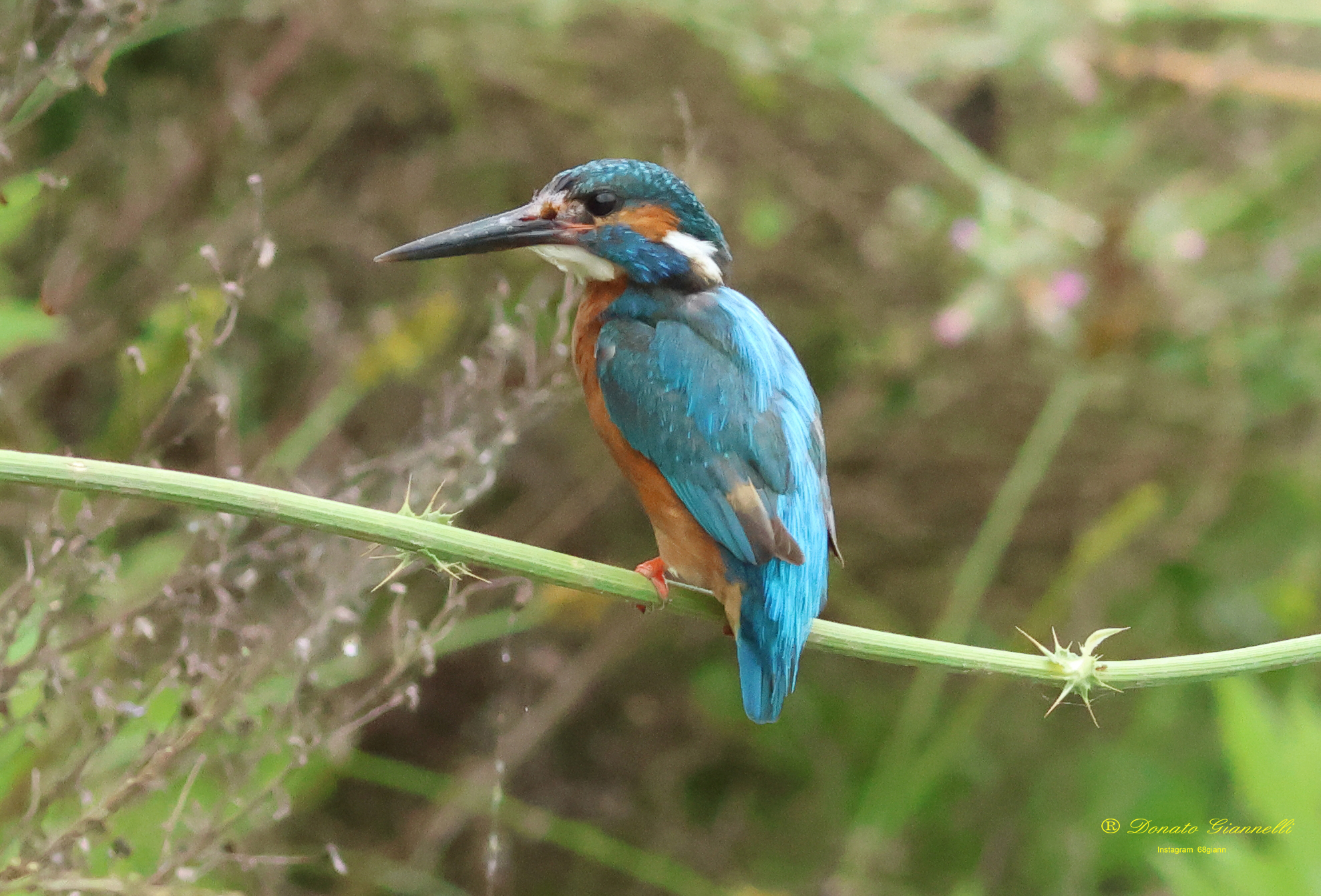 Kingfisher