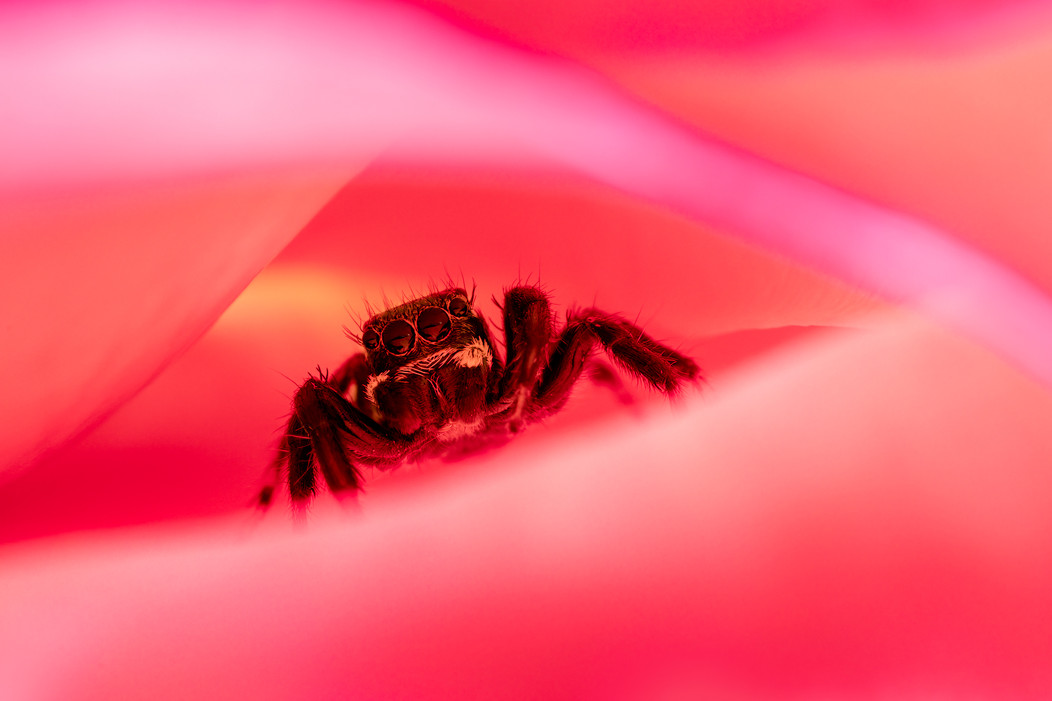 Salticidae su rosa