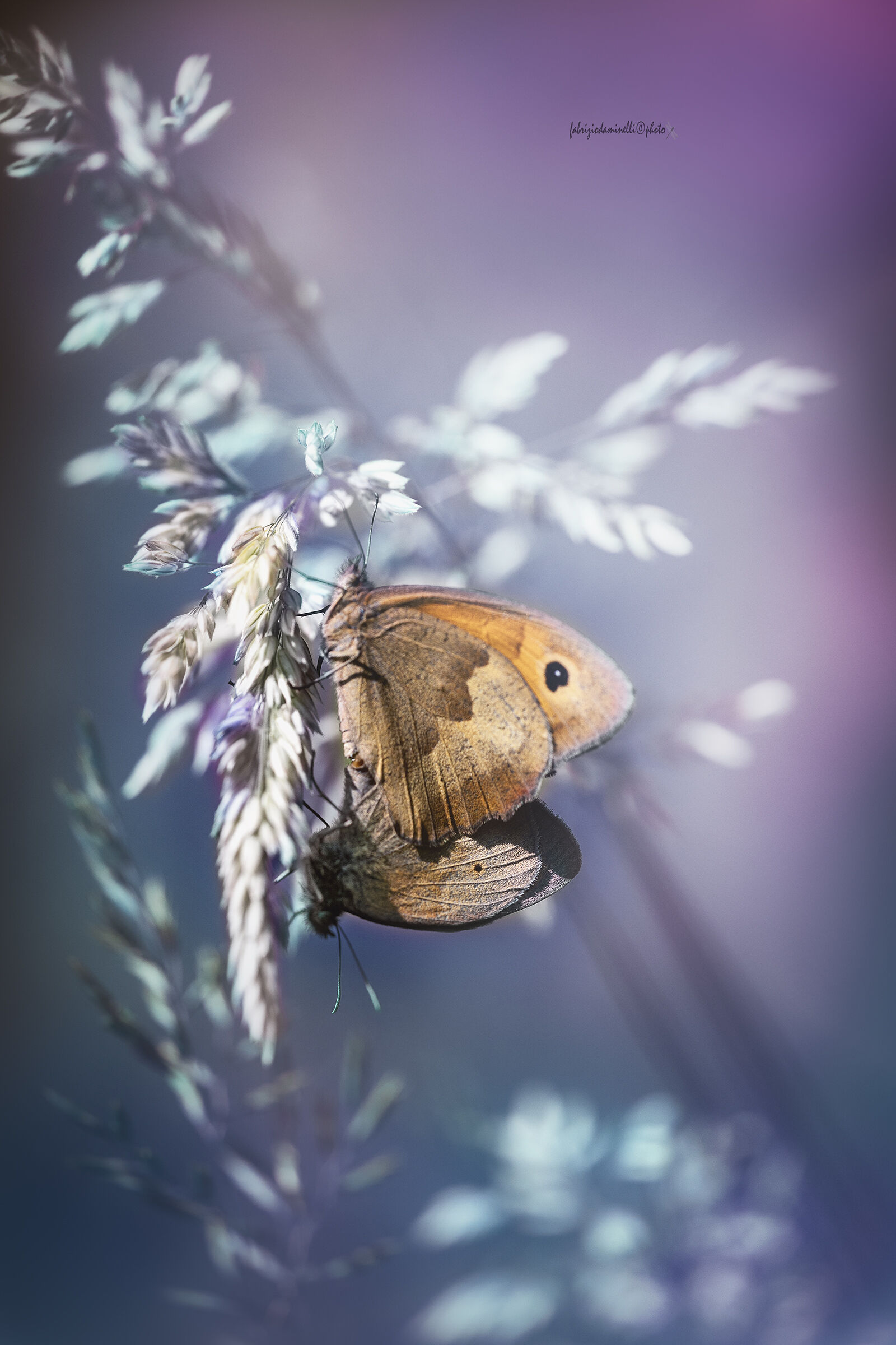 Maniola jurtina - Meadow Brown - mating
