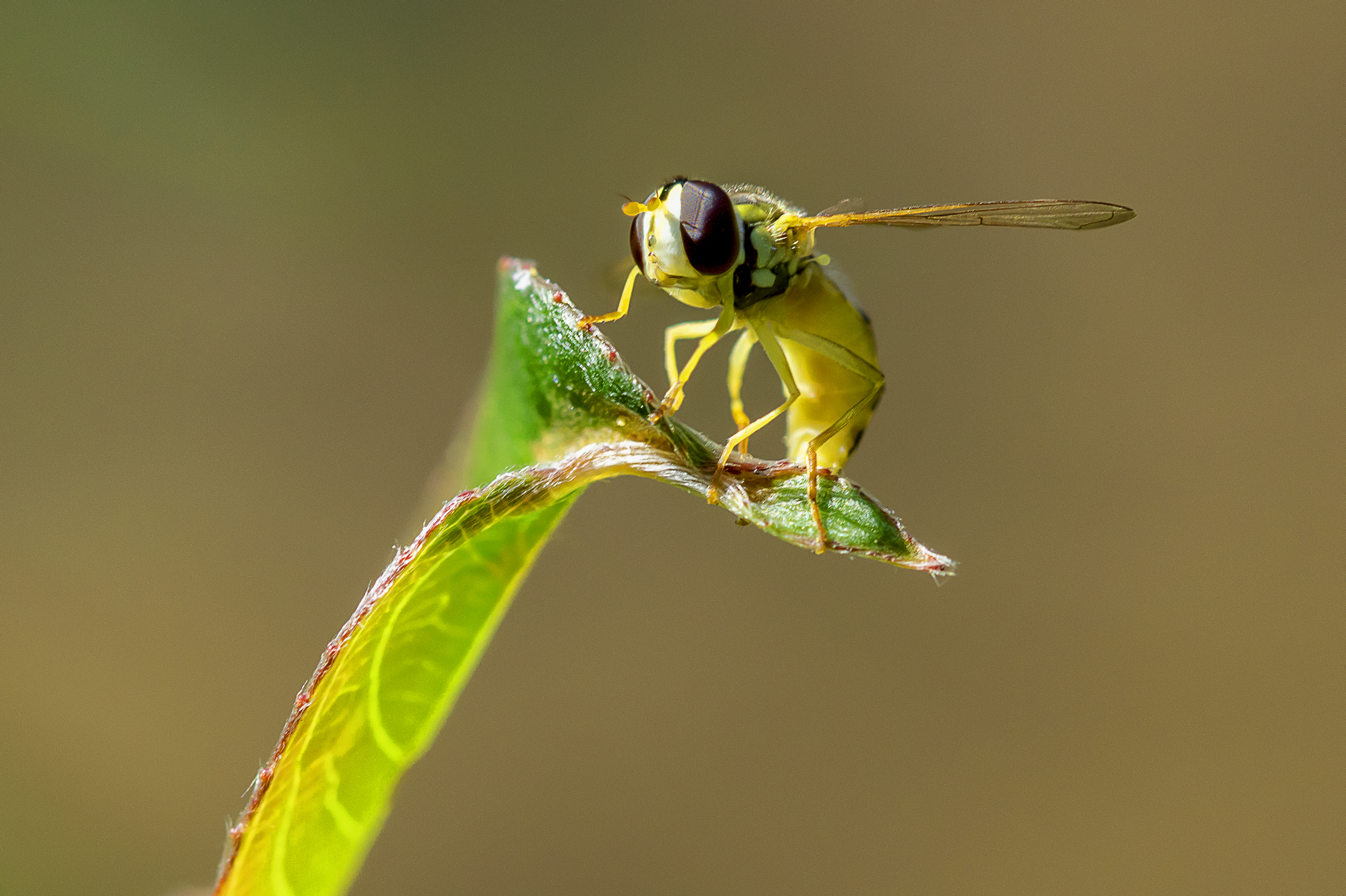 Small Bee