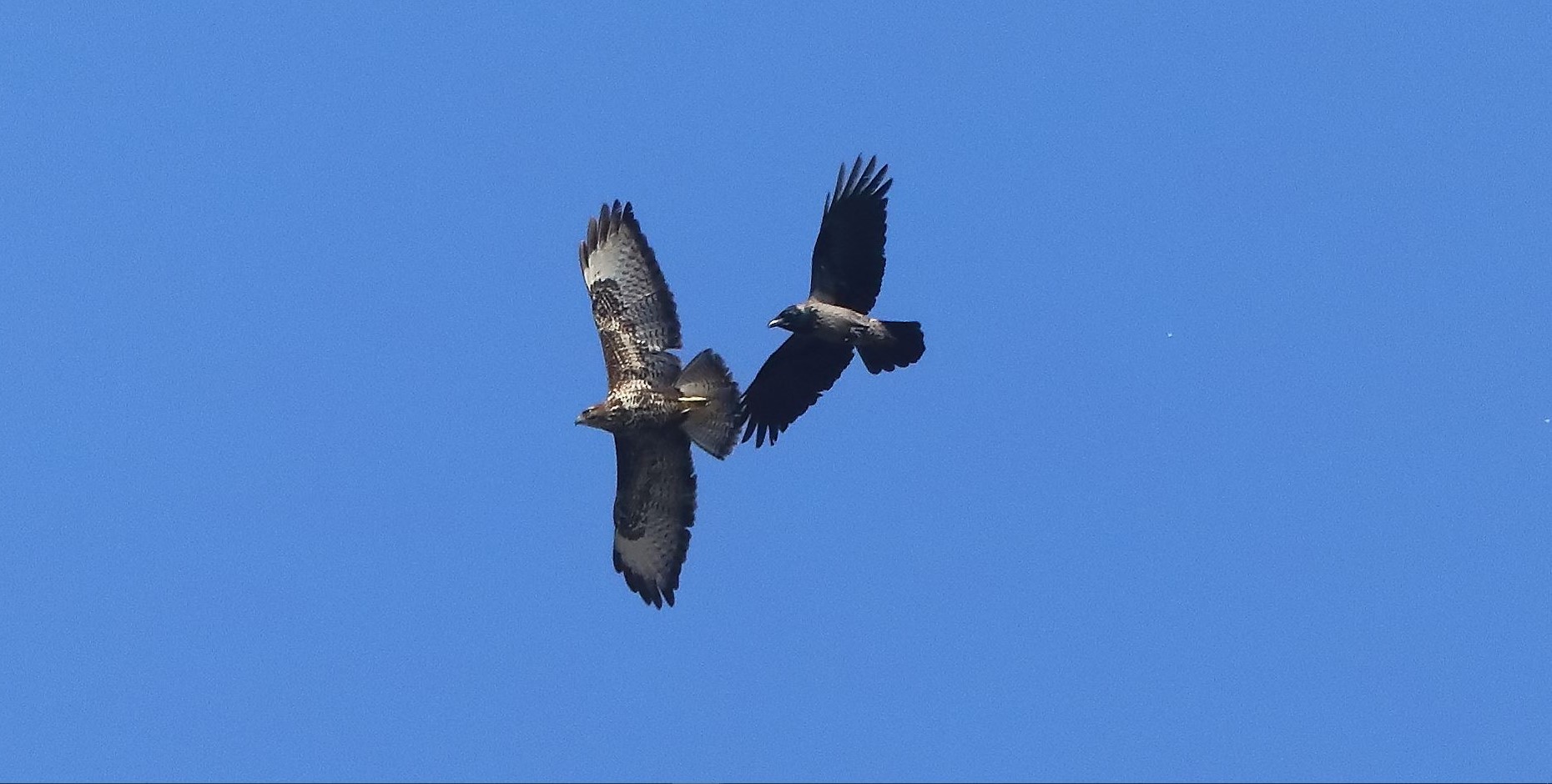 Poiana 22-03-2023 - 027