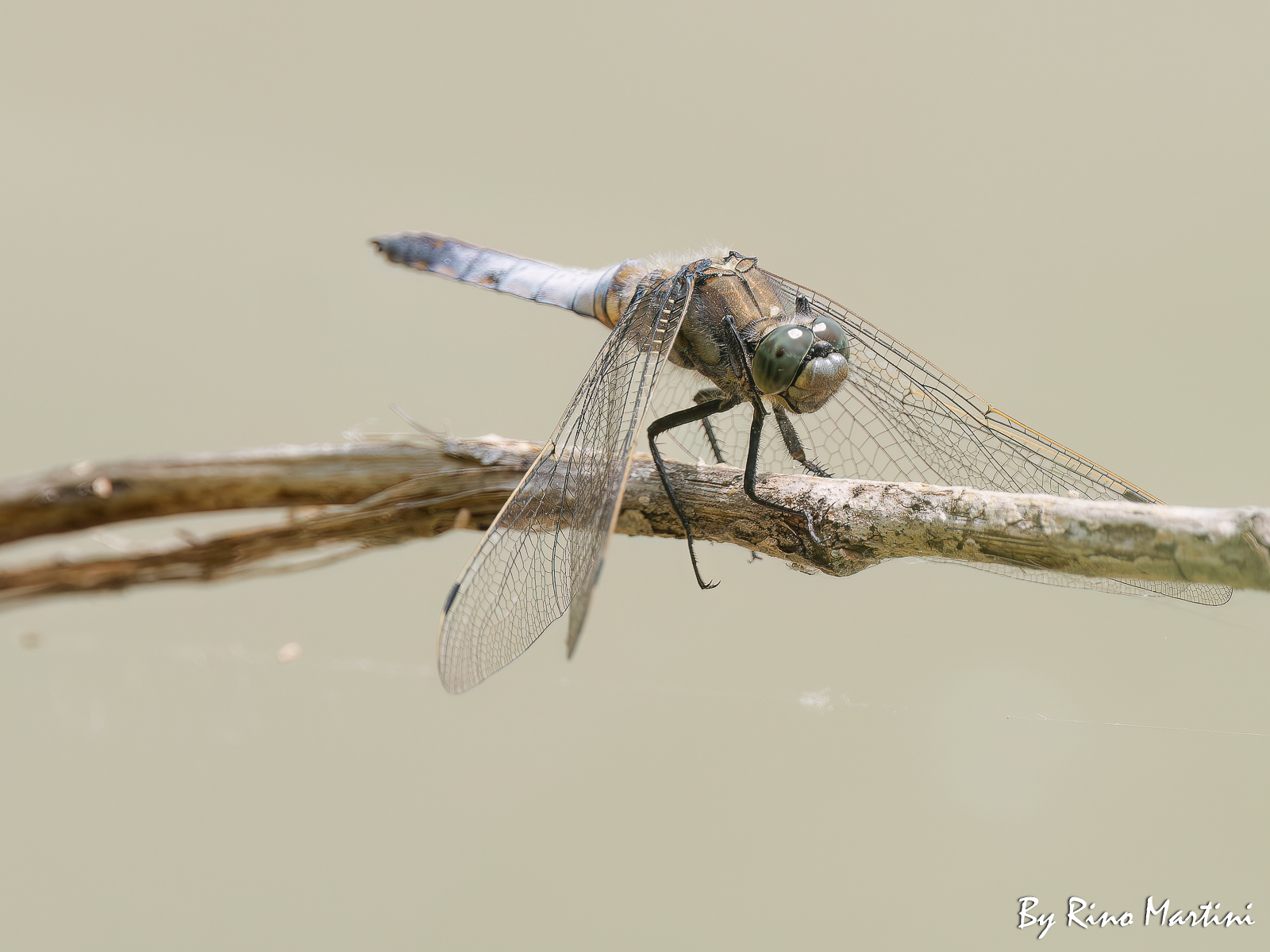 orthetrum cancellatum